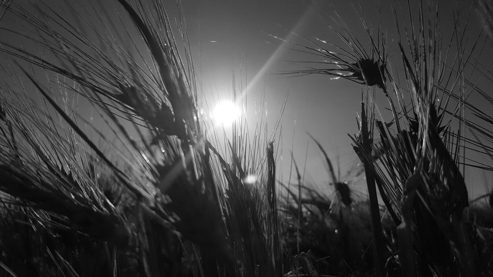 Samsung Galaxy S6 sample photo. Black, white, sun photography