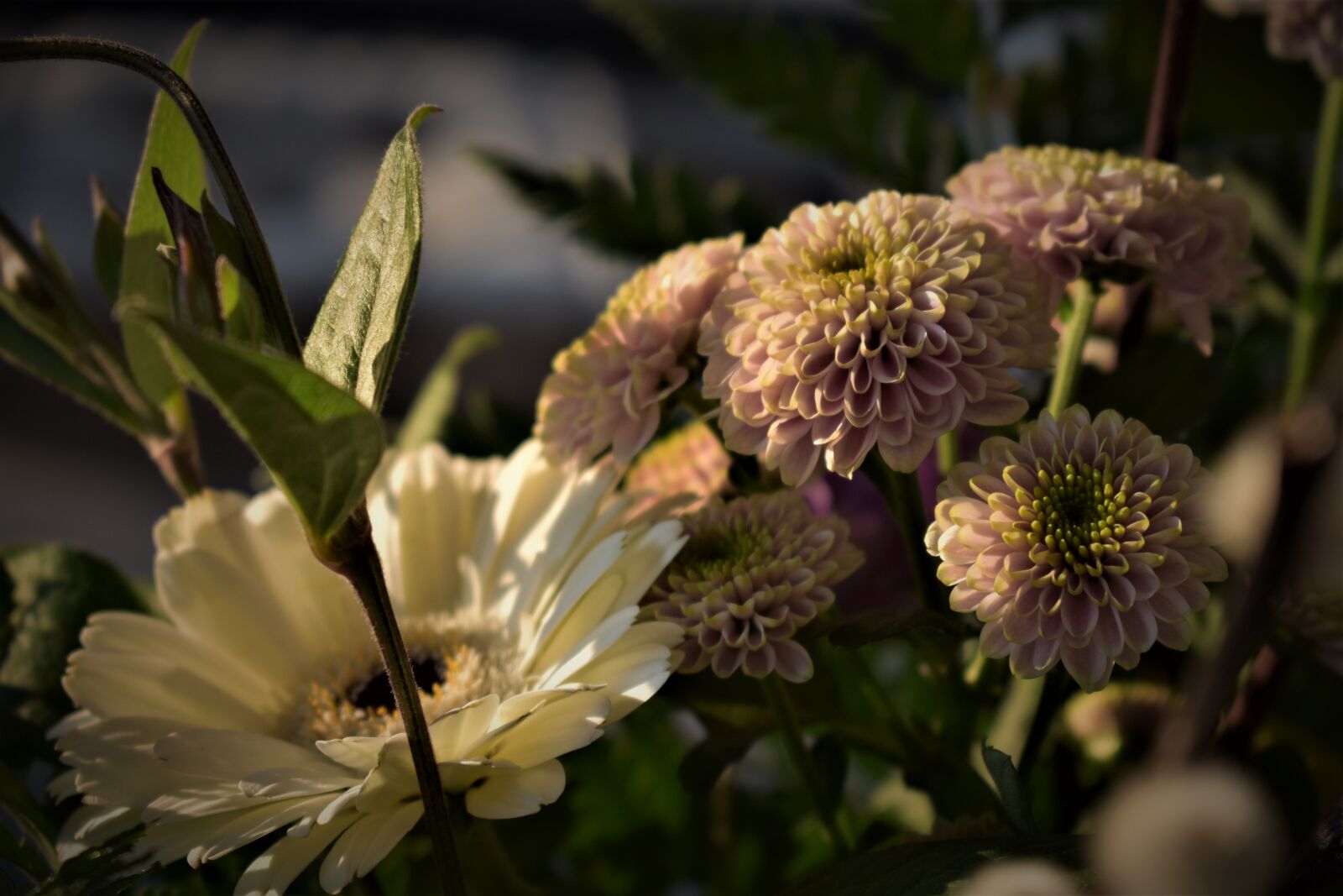 Nikon D5500 sample photo. Strauss, flowers, plant photography