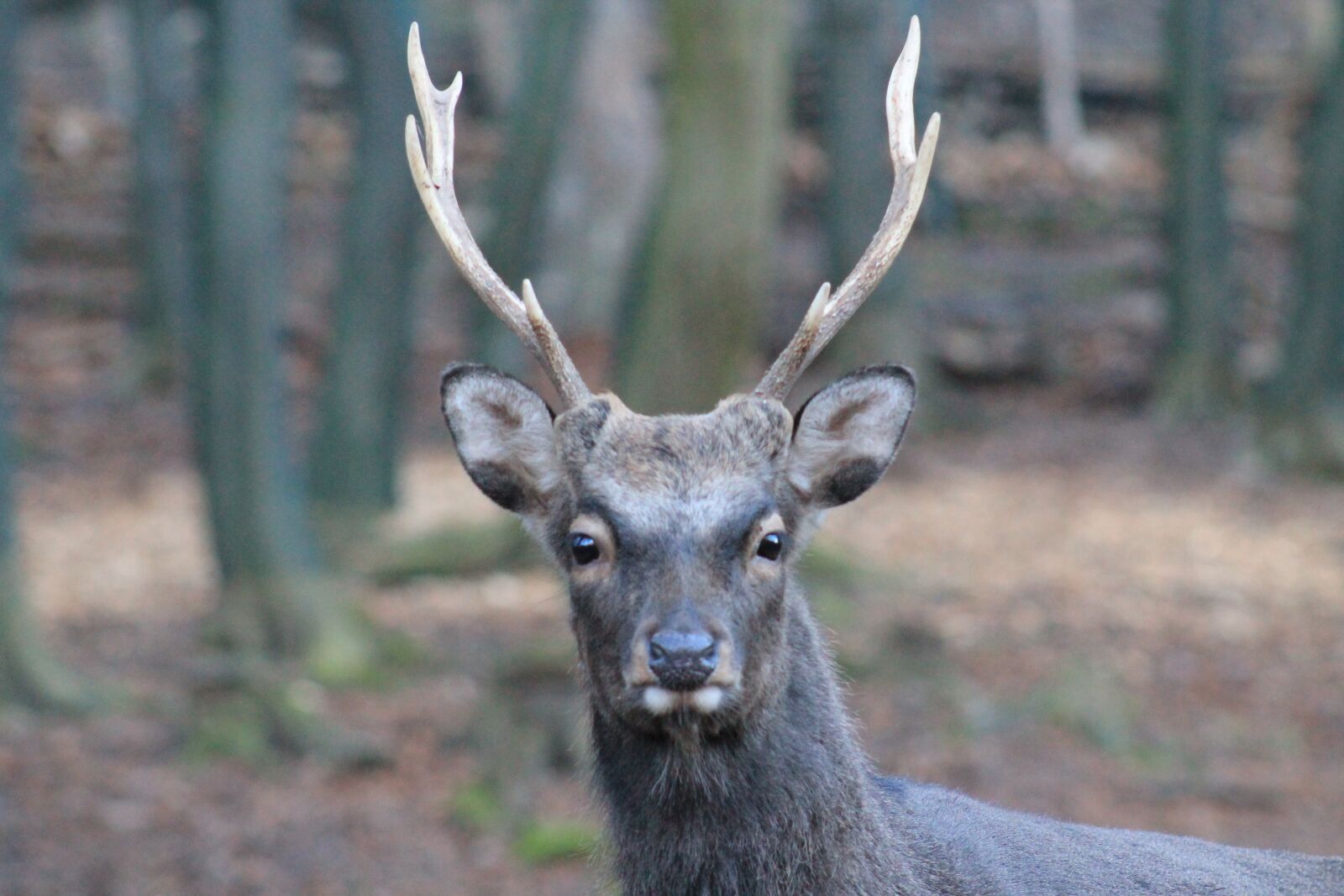 Canon EF75-300mm f/4-5.6 sample photo. Hirsch, animal world, mammal photography
