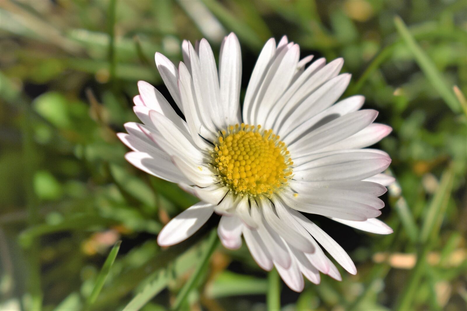 Nikon D5500 sample photo. Geiss floral, daisy, flower photography