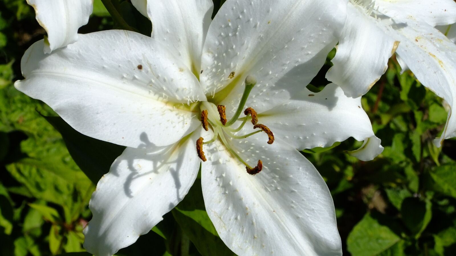 FujiFilm FinePix F80EXR (FinePix F85EXR) sample photo. Flower, lily, white photography