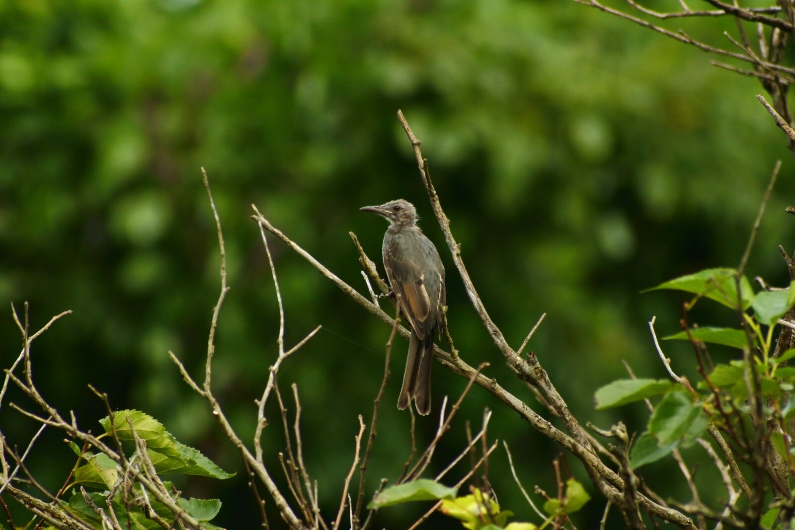 VR 70-300mm f/4.5-6.3G sample photo. Animal, forest, wood photography