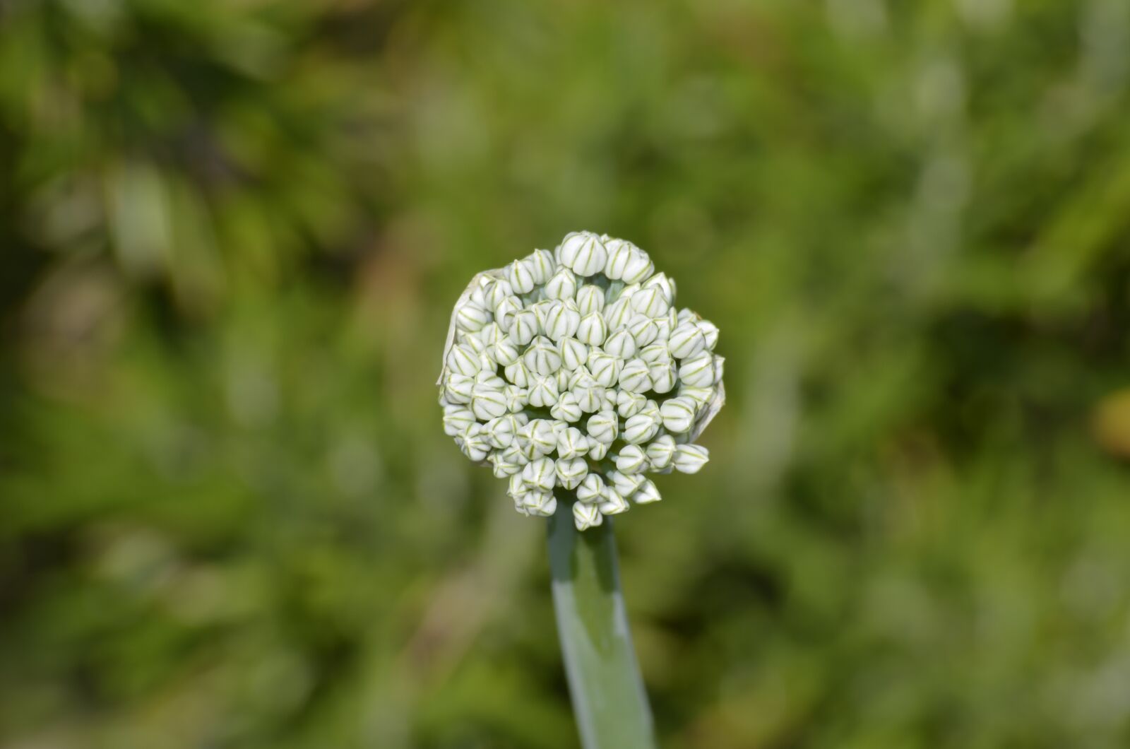 Nikon D5100 sample photo. Onion blossom, bud, garden photography