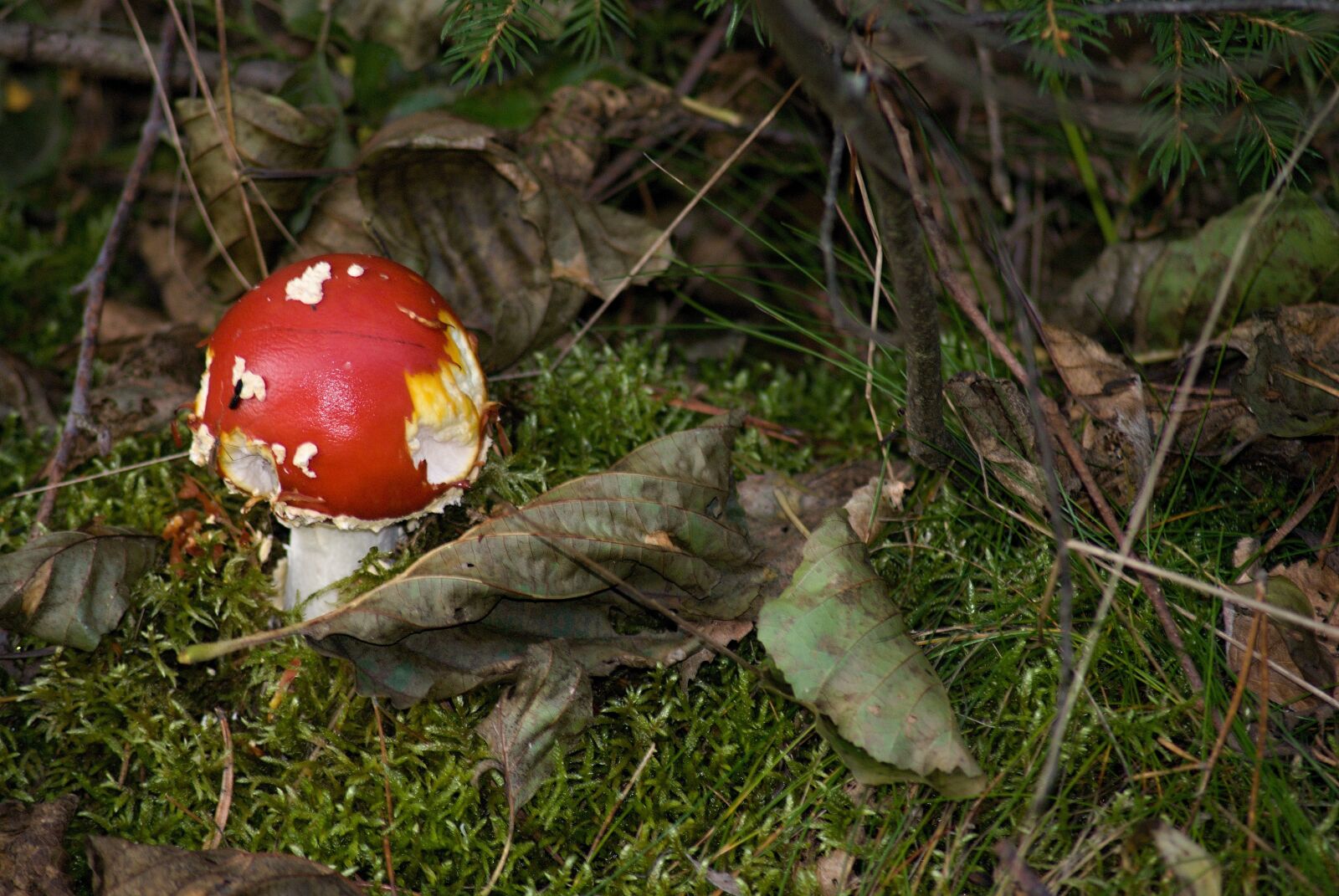 Nikon D80 + 70.00 - 300.00 mm f/4.0 - 5.6 sample photo. Amanita muscaria, fungus, macro photography