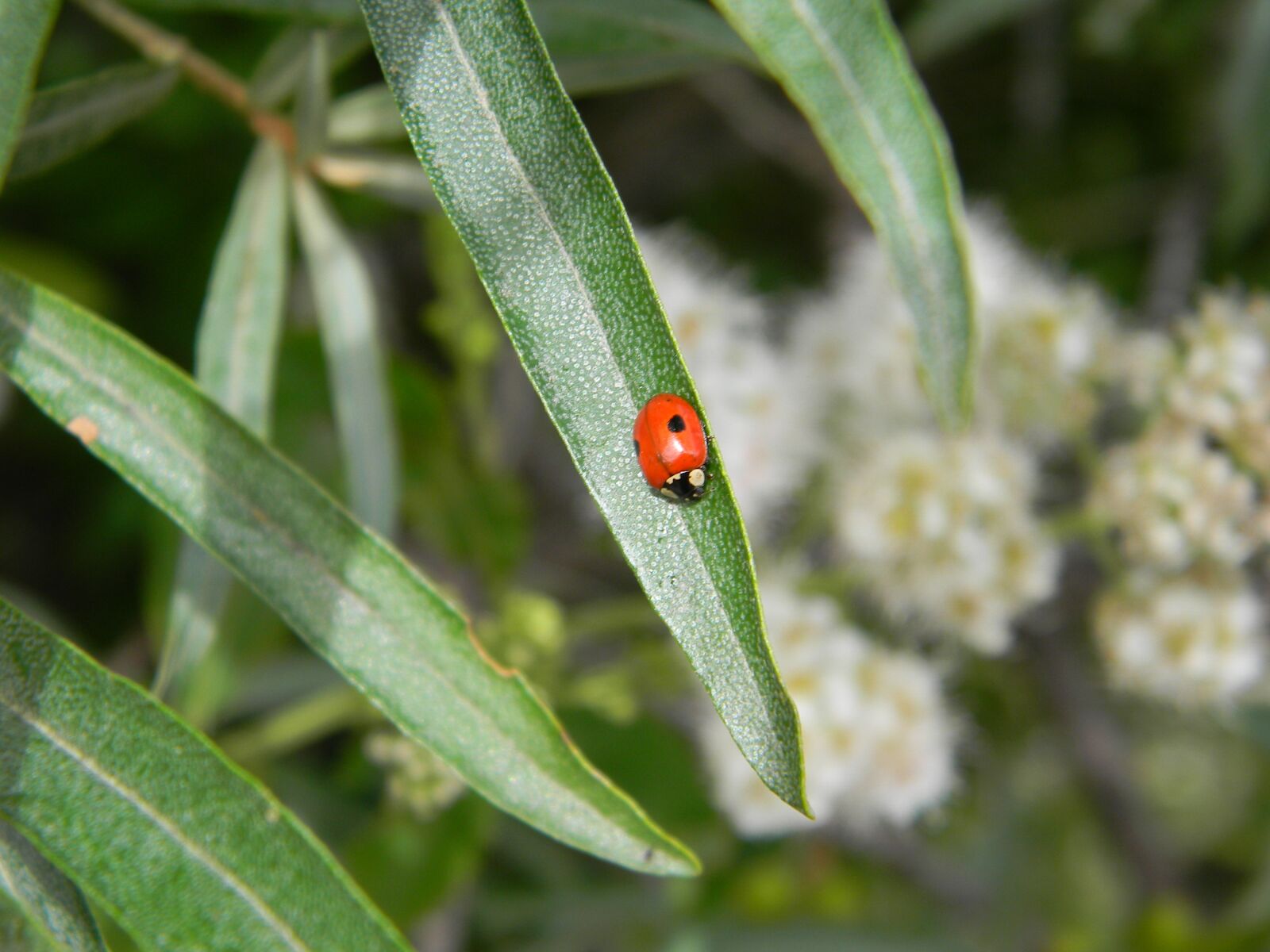 Nikon Coolpix L110 sample photo. Ladybug, leaves, green leaves photography