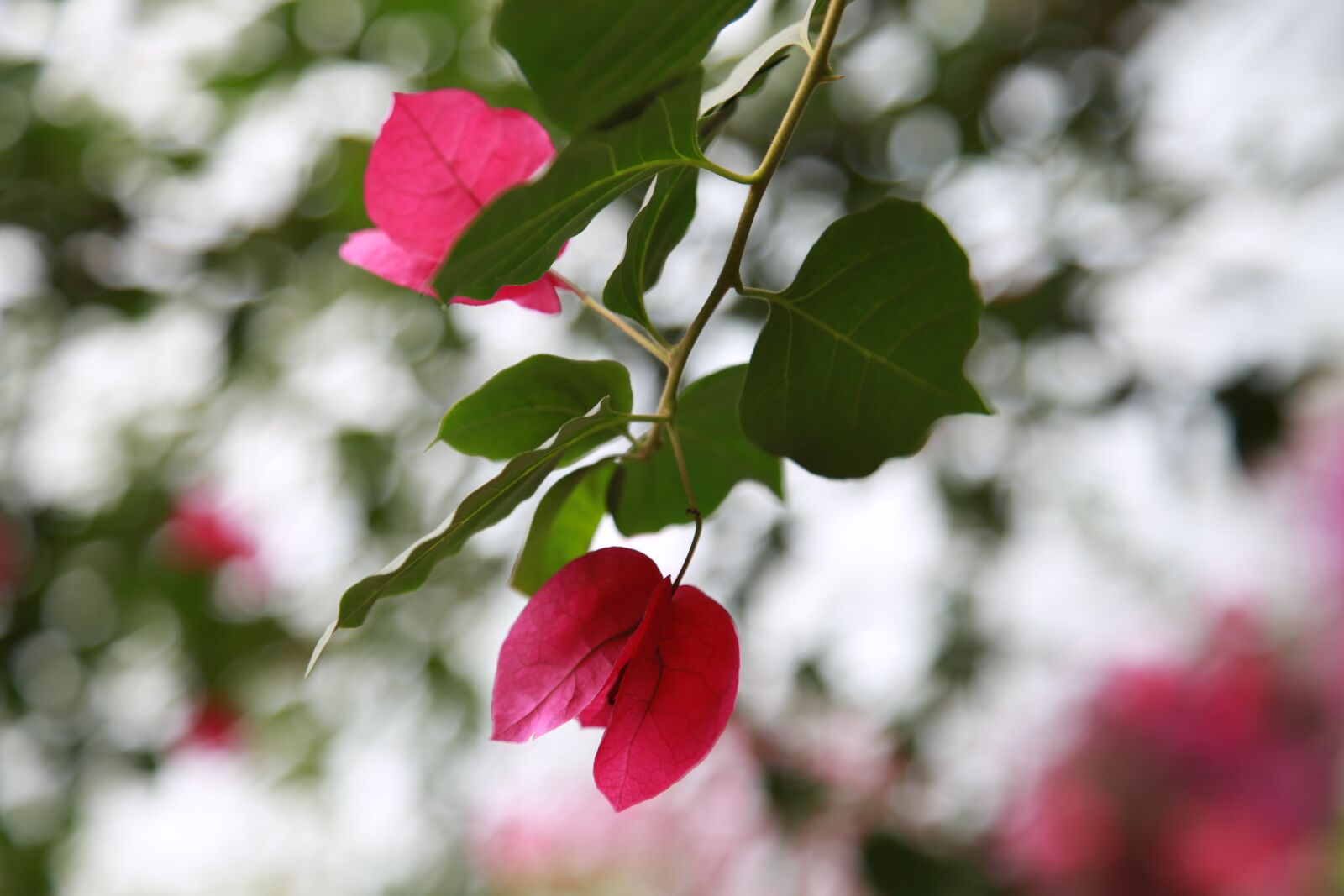 Canon EOS 6D + Canon EF 24-105mm F4L IS USM sample photo. The siberian, bougainvillea, paper photography