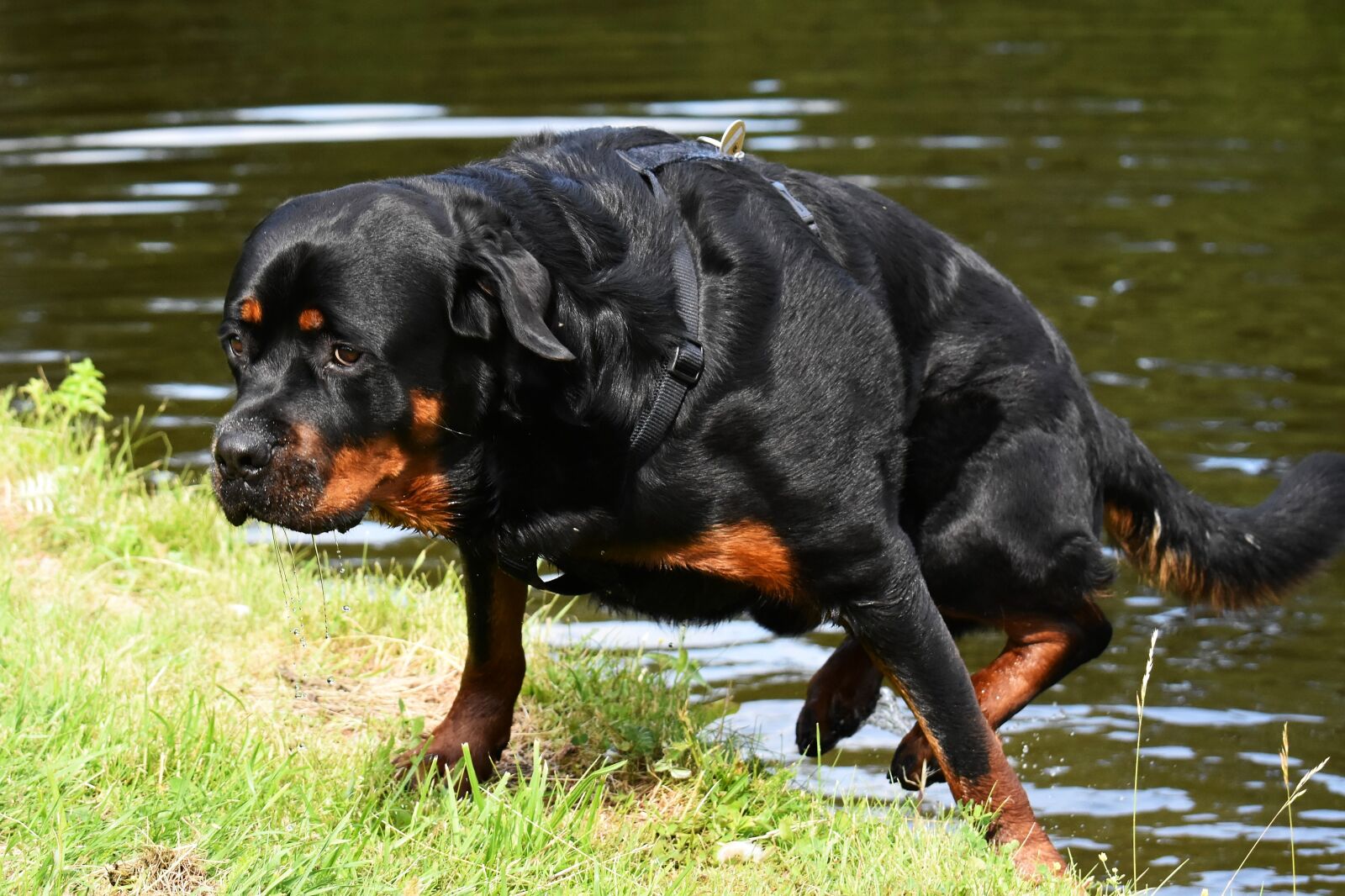 Nikon D7200 sample photo. Rottweiler, purebred dog, animal photography