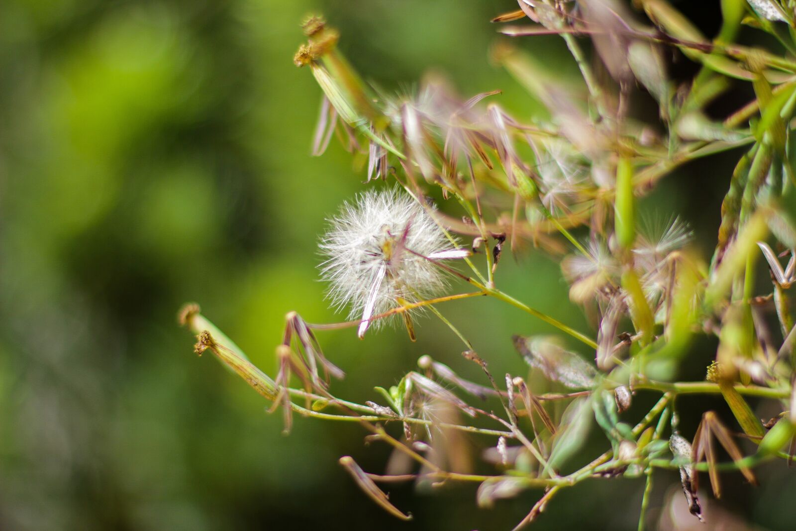 Canon EOS 60D + Canon EF 50mm F1.4 USM sample photo. Dandelion, leaf, nature photography
