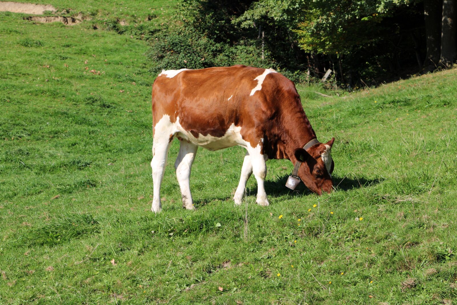 Canon EOS 70D sample photo. Cow, alpine, mountains photography