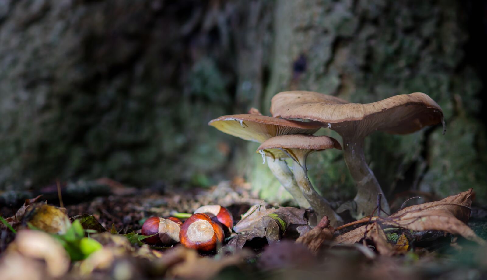 Canon EOS 750D (EOS Rebel T6i / EOS Kiss X8i) sample photo. Mushroom, autumn mushroom, october photography