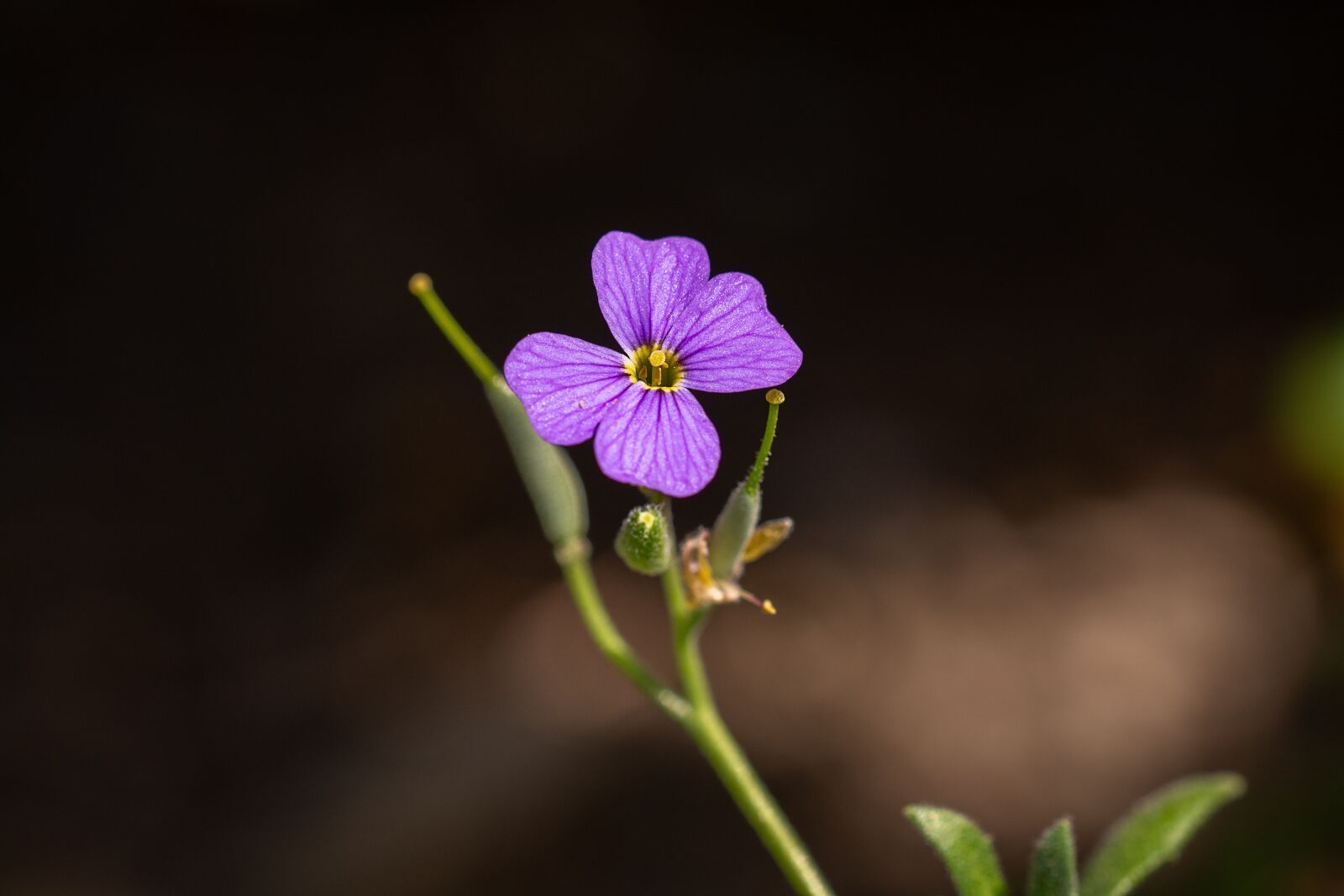 Nikon D7100 sample photo. Flower, violet, violet flower photography