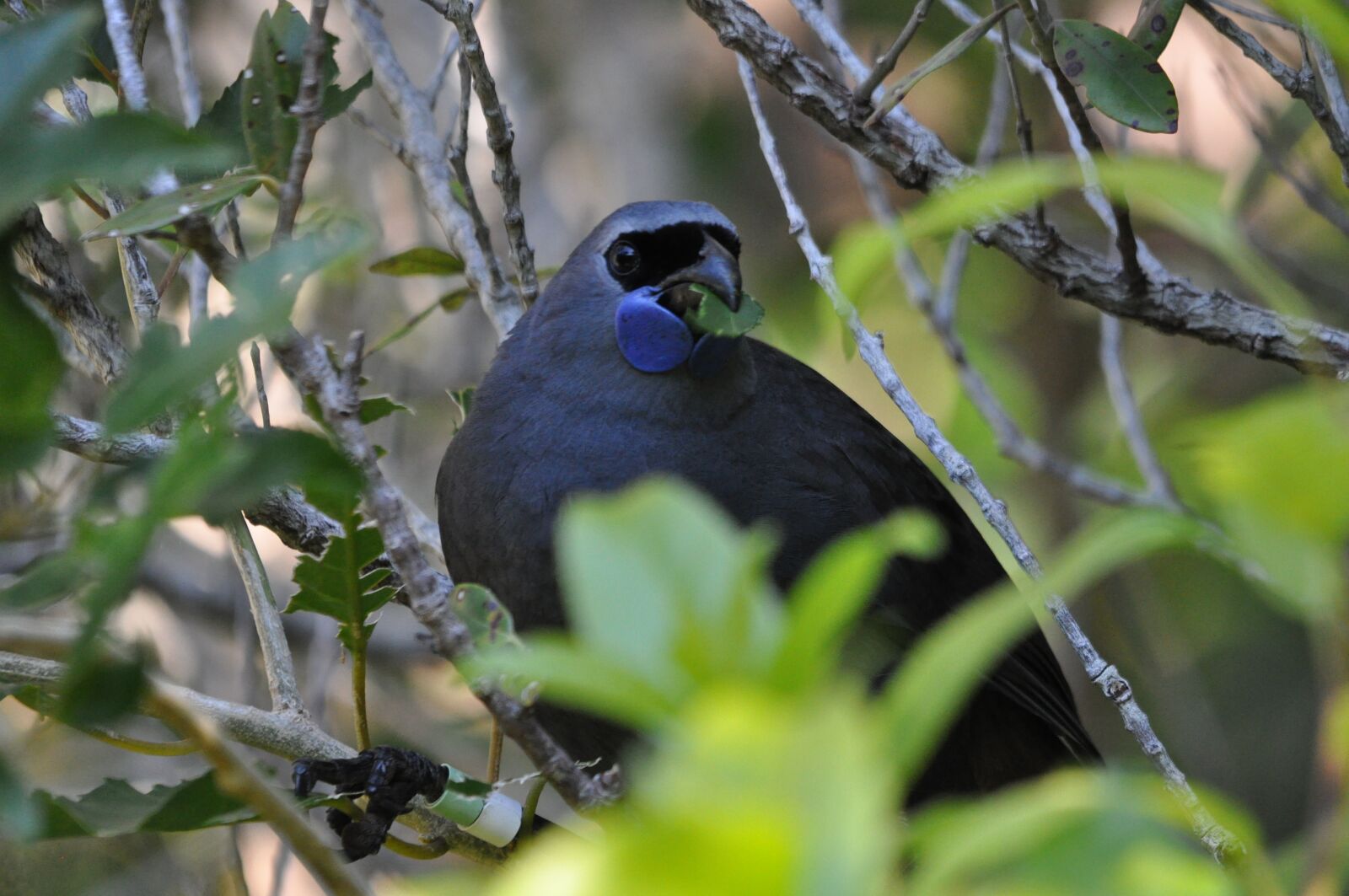Nikon D90 sample photo. Kokako, bird, new zealand photography