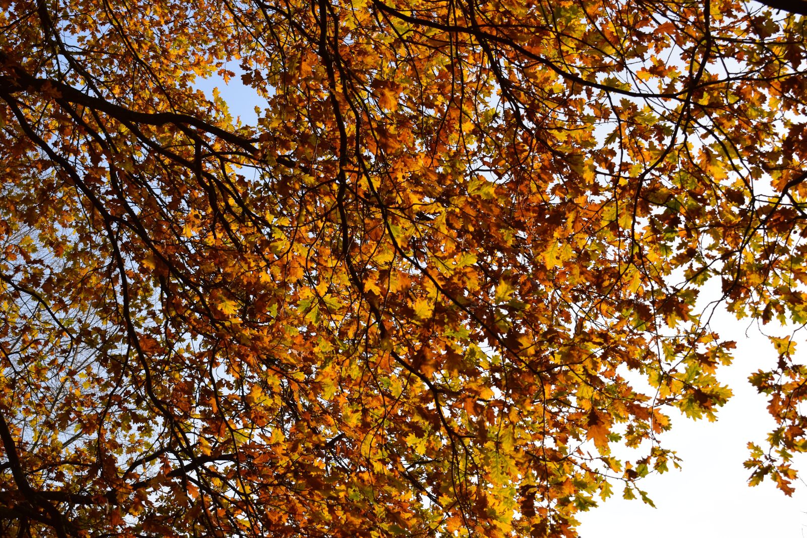 Nikon D5300 sample photo. Autumn, colorful leaves, autumn photography