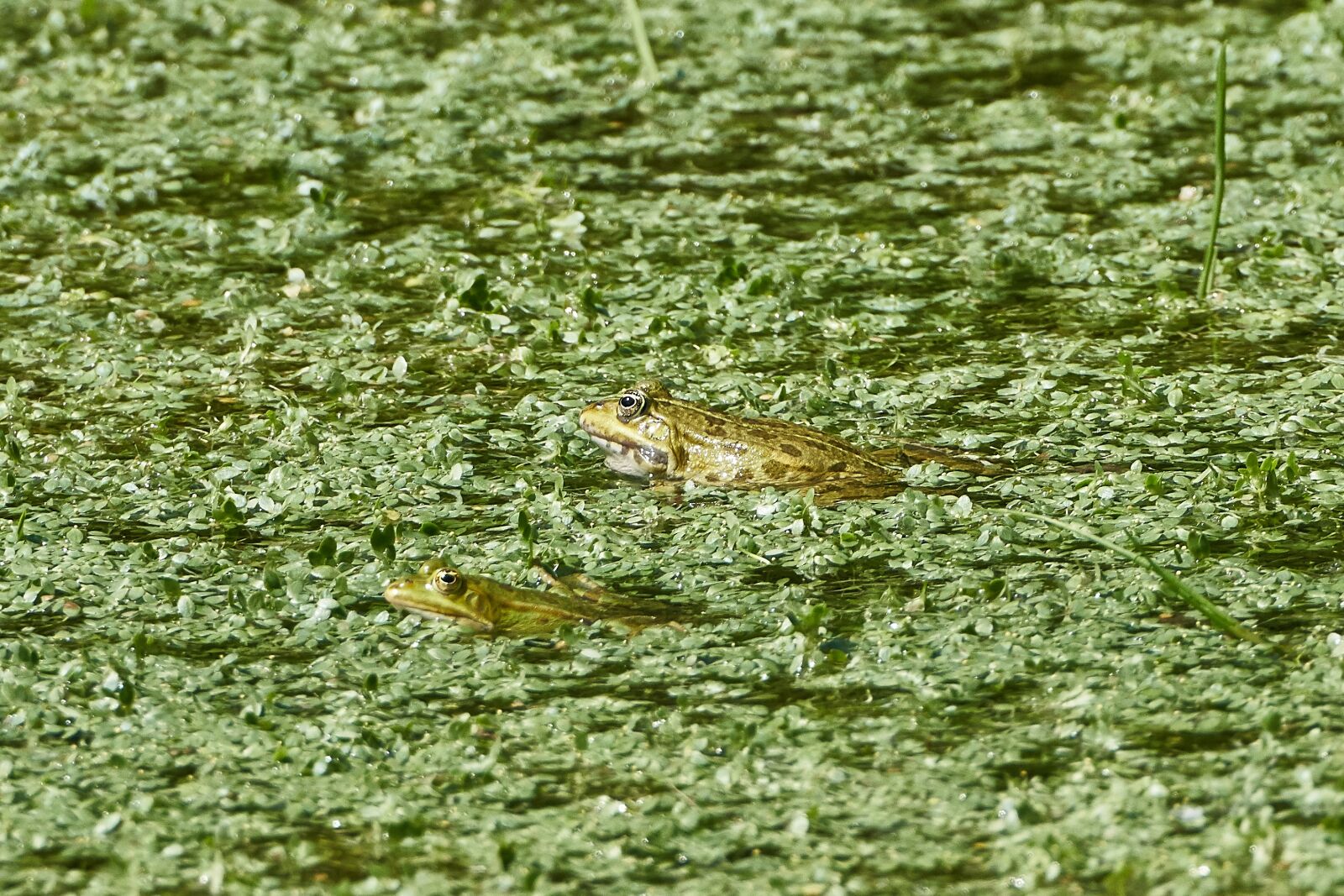 Sony a7R III sample photo. Pond, frogs, frog photography