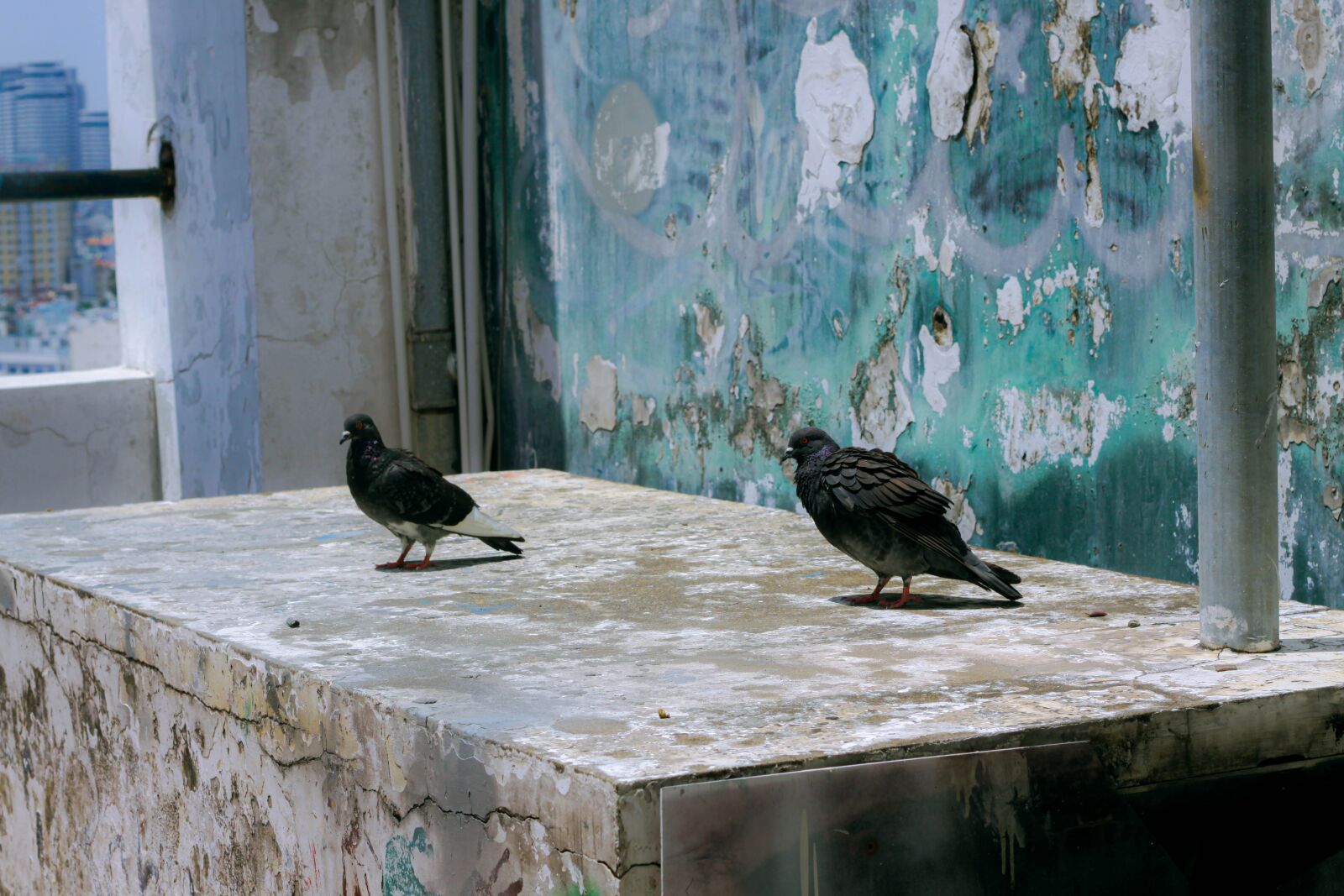 Canon EOS 50D sample photo. Dove, animal, bird photography