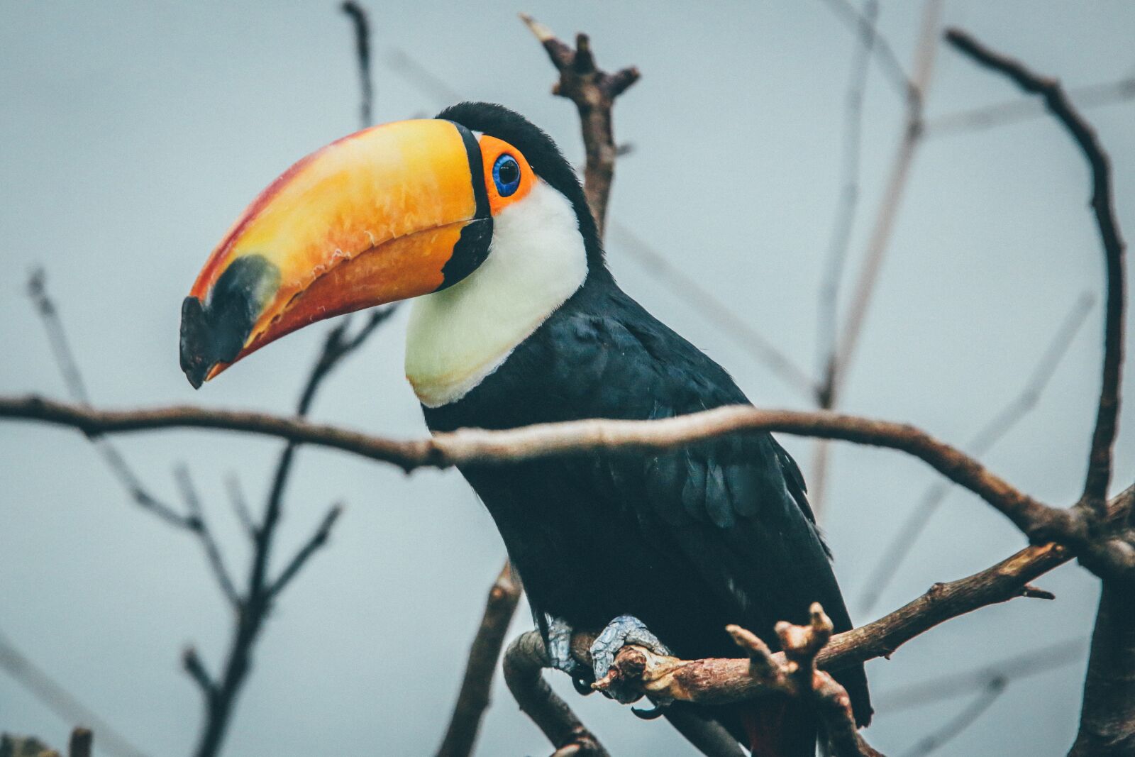 Canon EF 70-200mm F2.8L IS II USM sample photo. Animal, toucan, avian photography