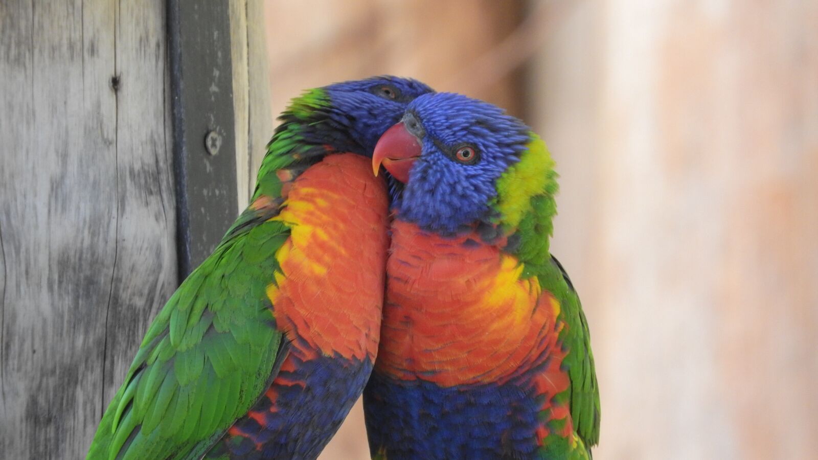 Nikon Coolpix P610 sample photo. Lori, lori mountain, parrot photography