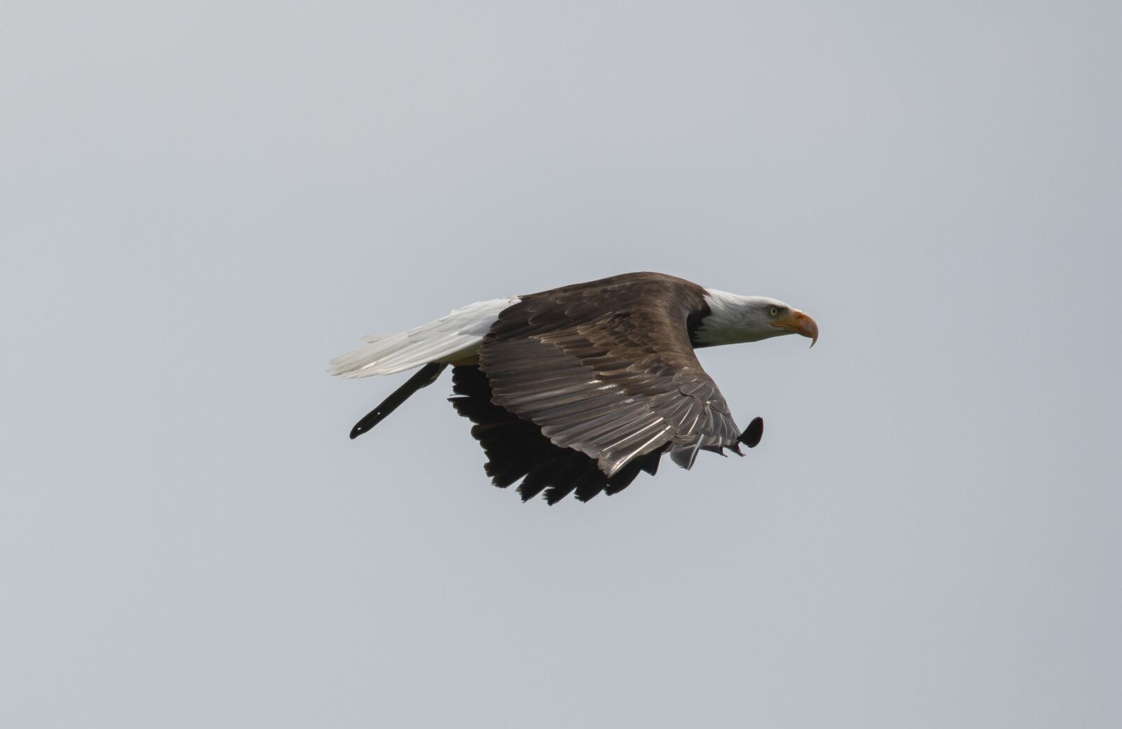 Nikon D7200 sample photo. White tailed eagle, adler photography