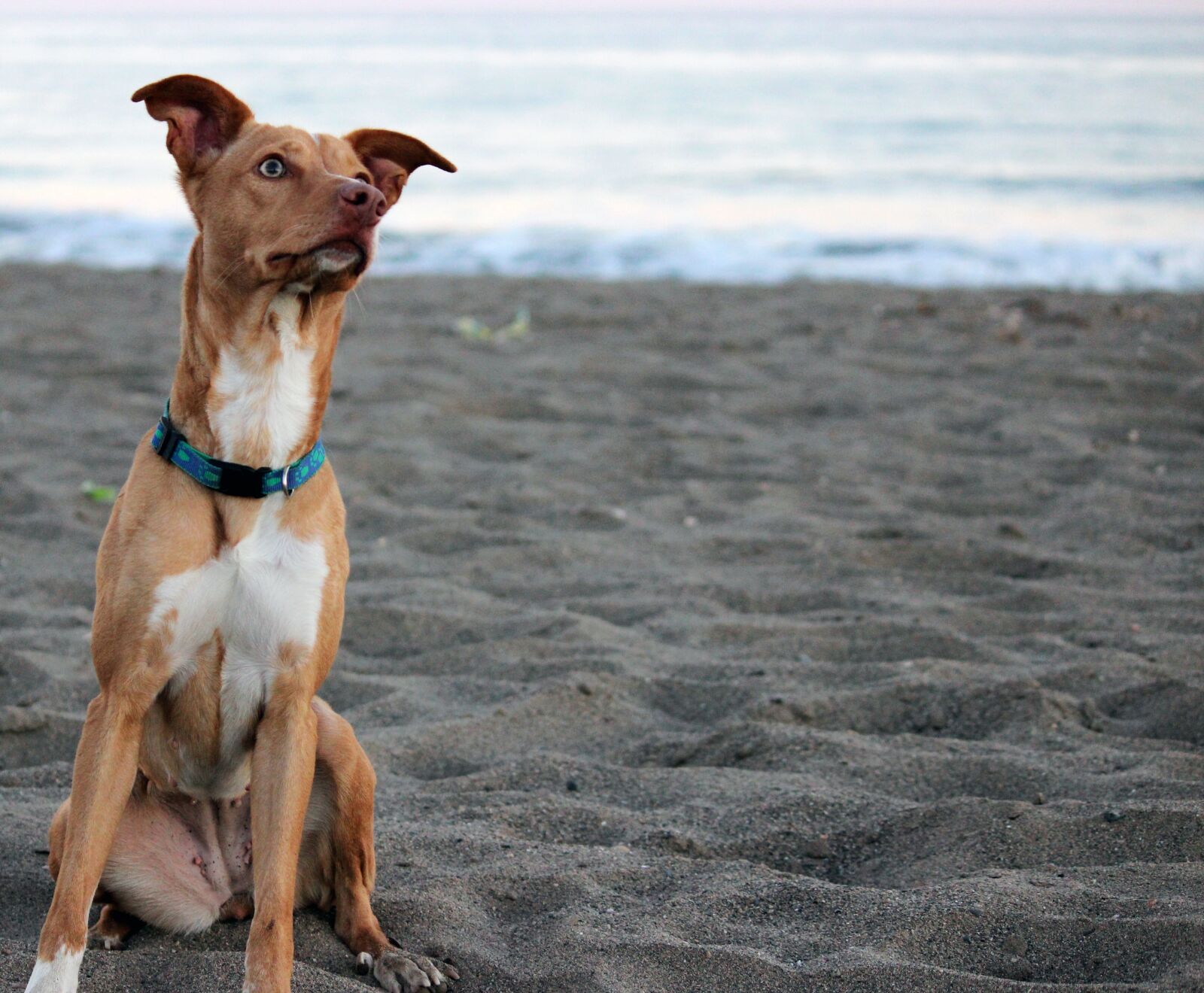 Canon EOS 600D (Rebel EOS T3i / EOS Kiss X5) sample photo. Hound, dog, beach photography
