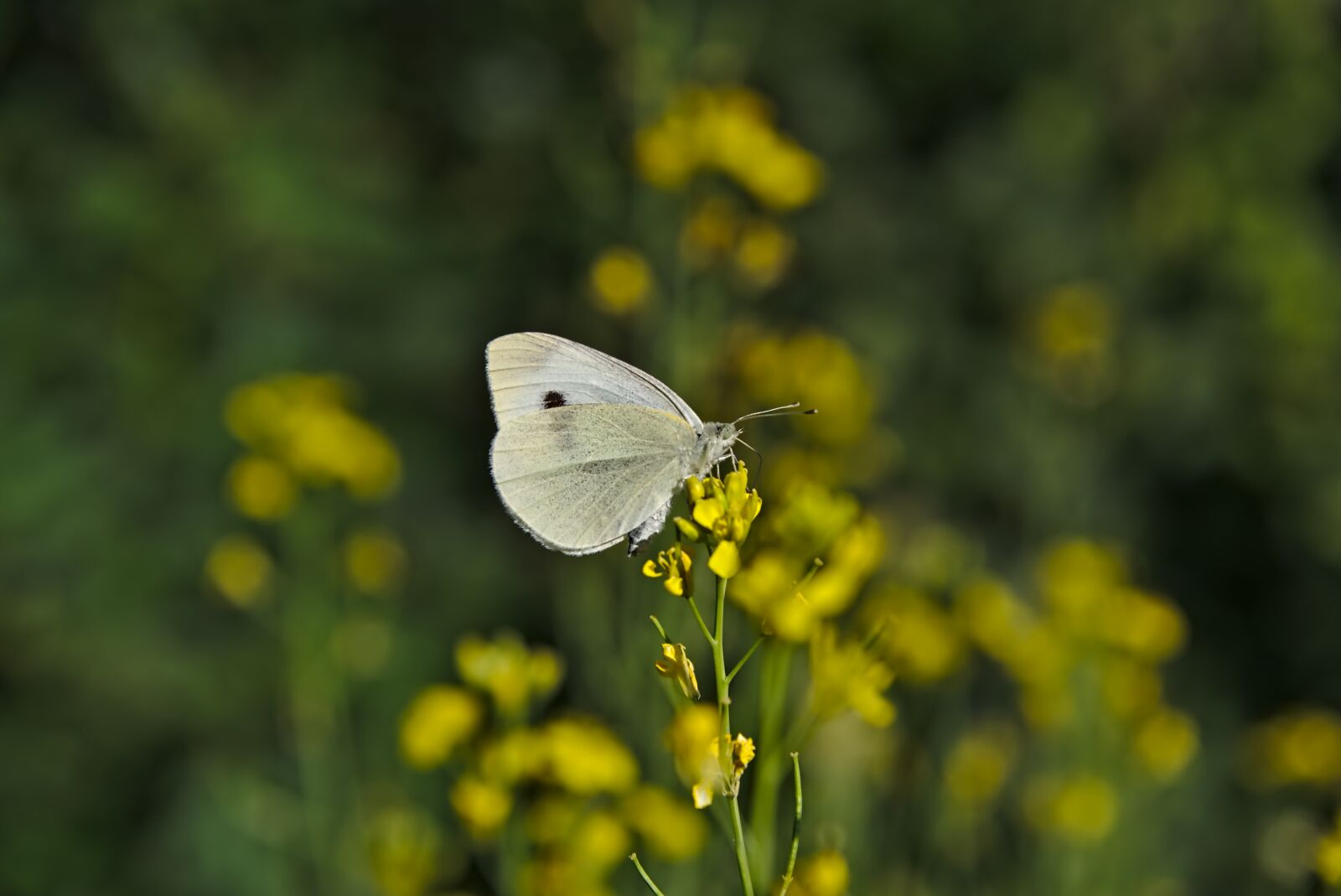 Nikon D750 sample photo. White, butterfly, insect photography