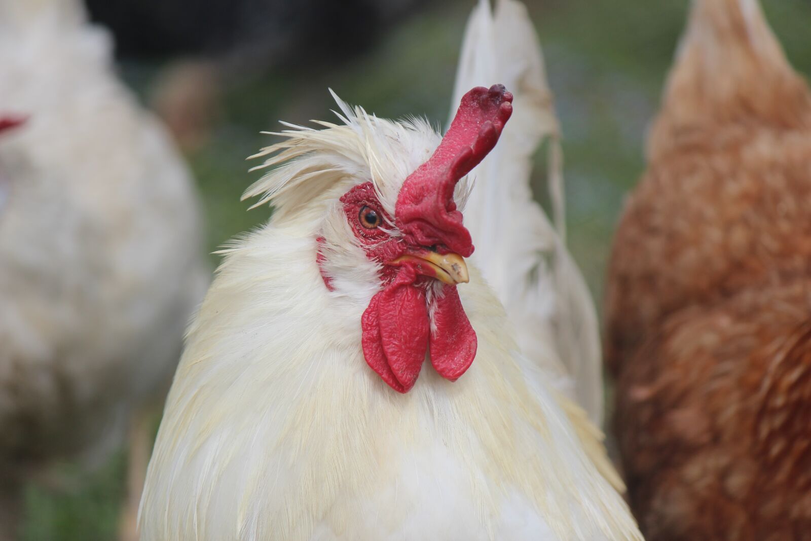 Canon EOS 600D (Rebel EOS T3i / EOS Kiss X5) sample photo. Animal, gallo, hen photography