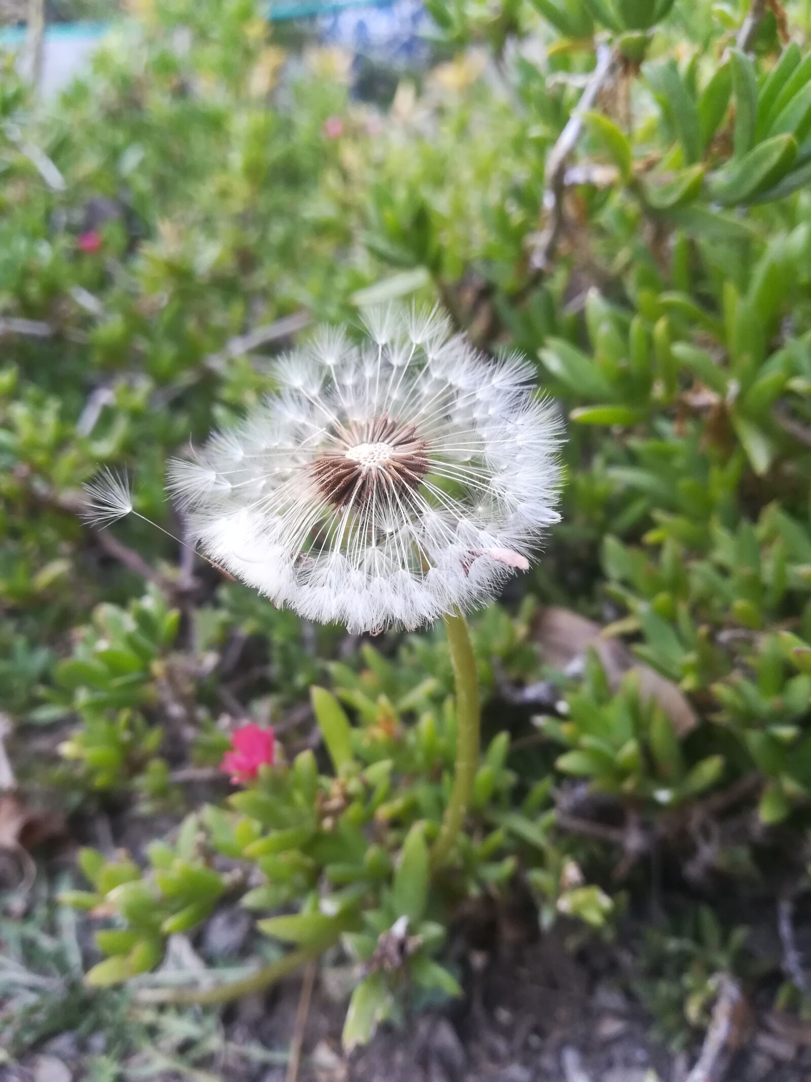 HUAWEI P10 lite sample photo. Dandelion, flora, garden photography
