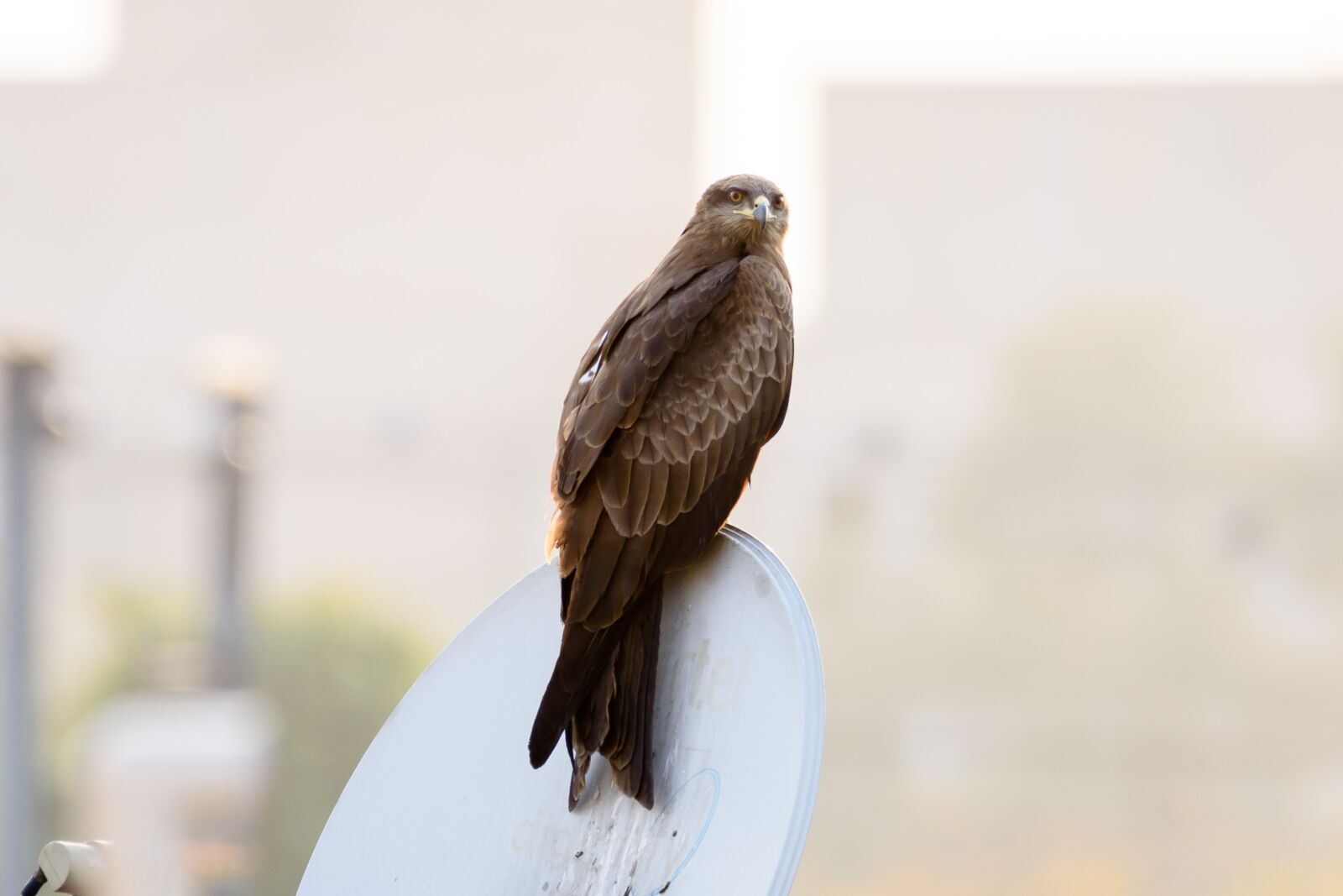 Nikon D7200 sample photo. Bird, eagle, bird photography photography