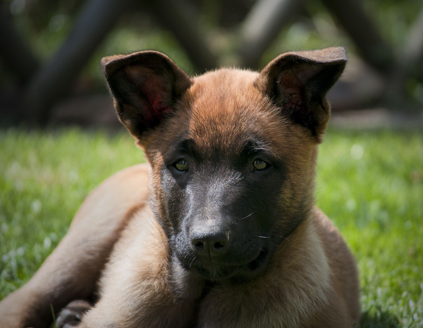 Nikon D5000 sample photo. Dog, puppy, cute photography