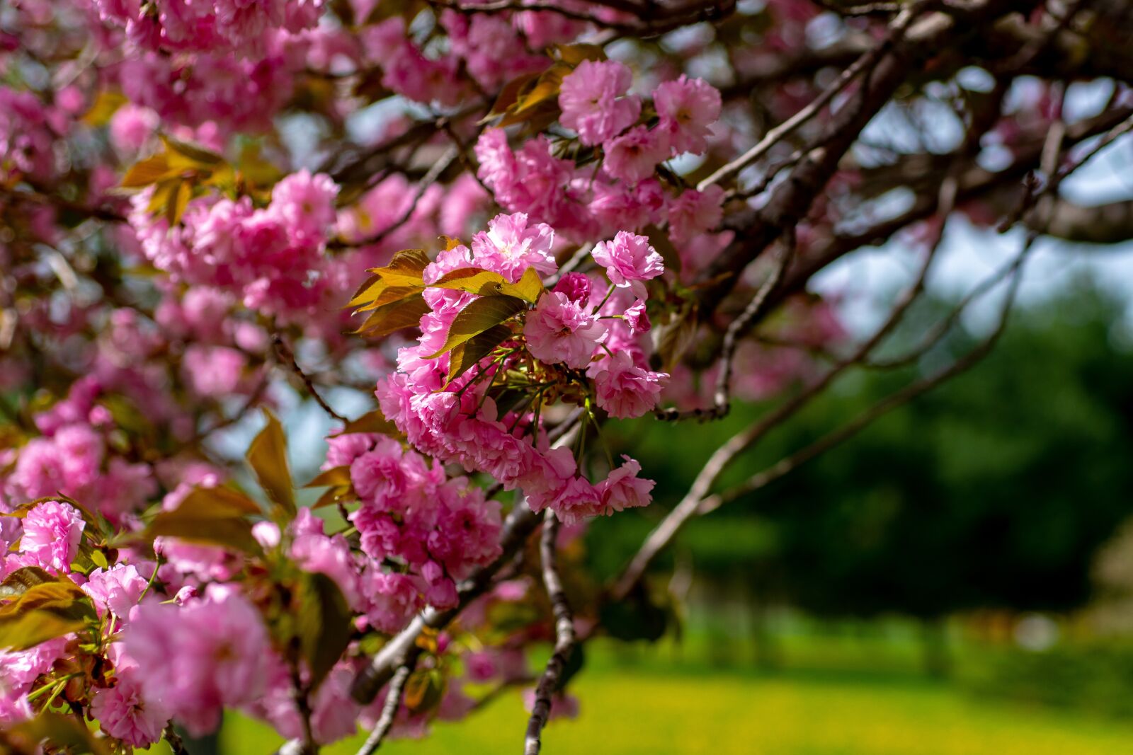 Nikon D500 sample photo. Tree, flower, nature photography