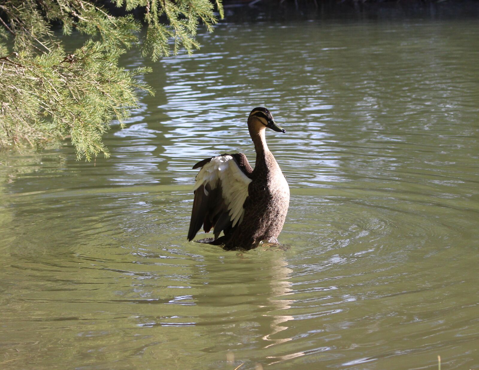 Canon EOS 700D (EOS Rebel T5i / EOS Kiss X7i) sample photo. Pacific black duck, duck photography