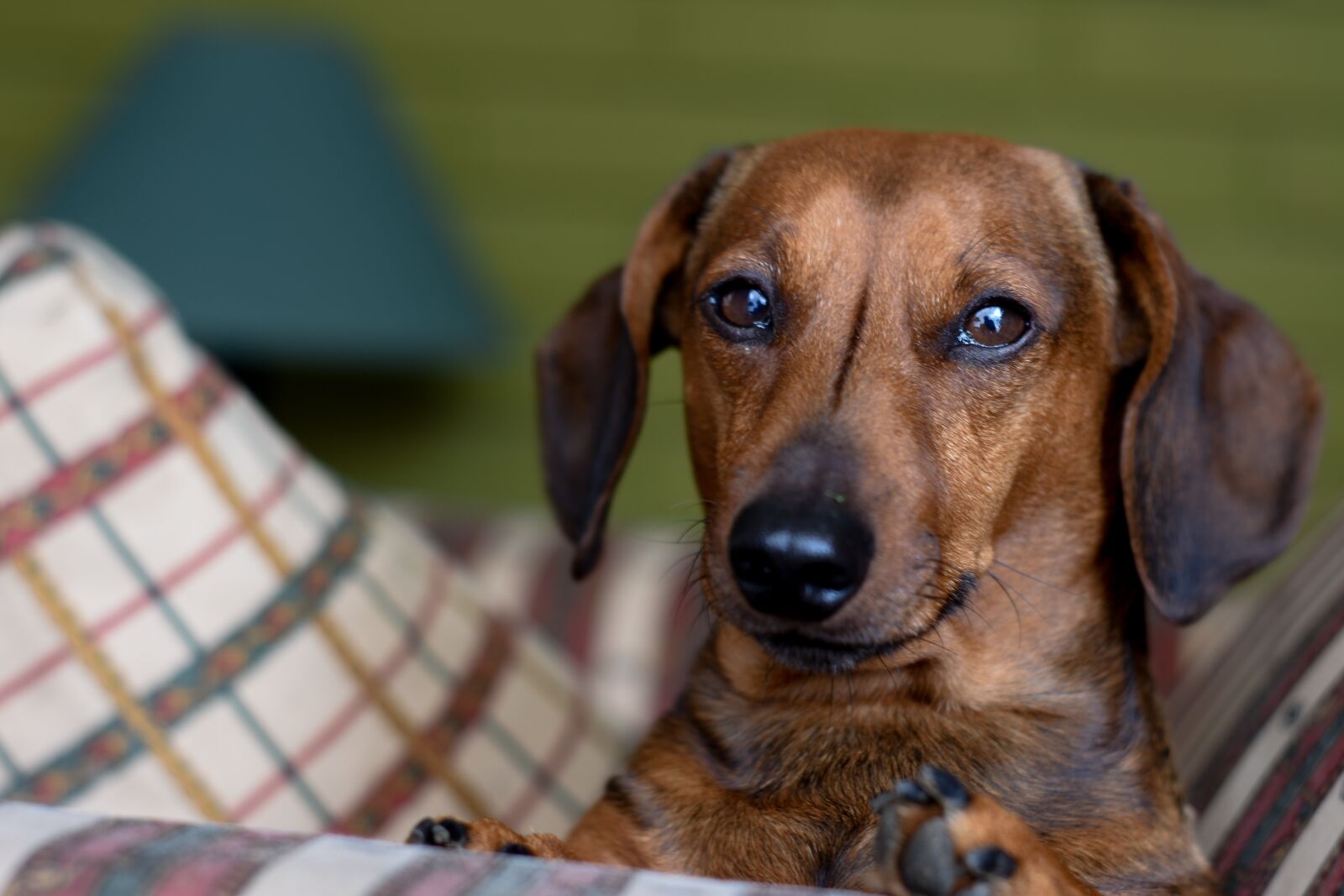 Nikon D7200 sample photo. Daschund, bassoto, teckel photography