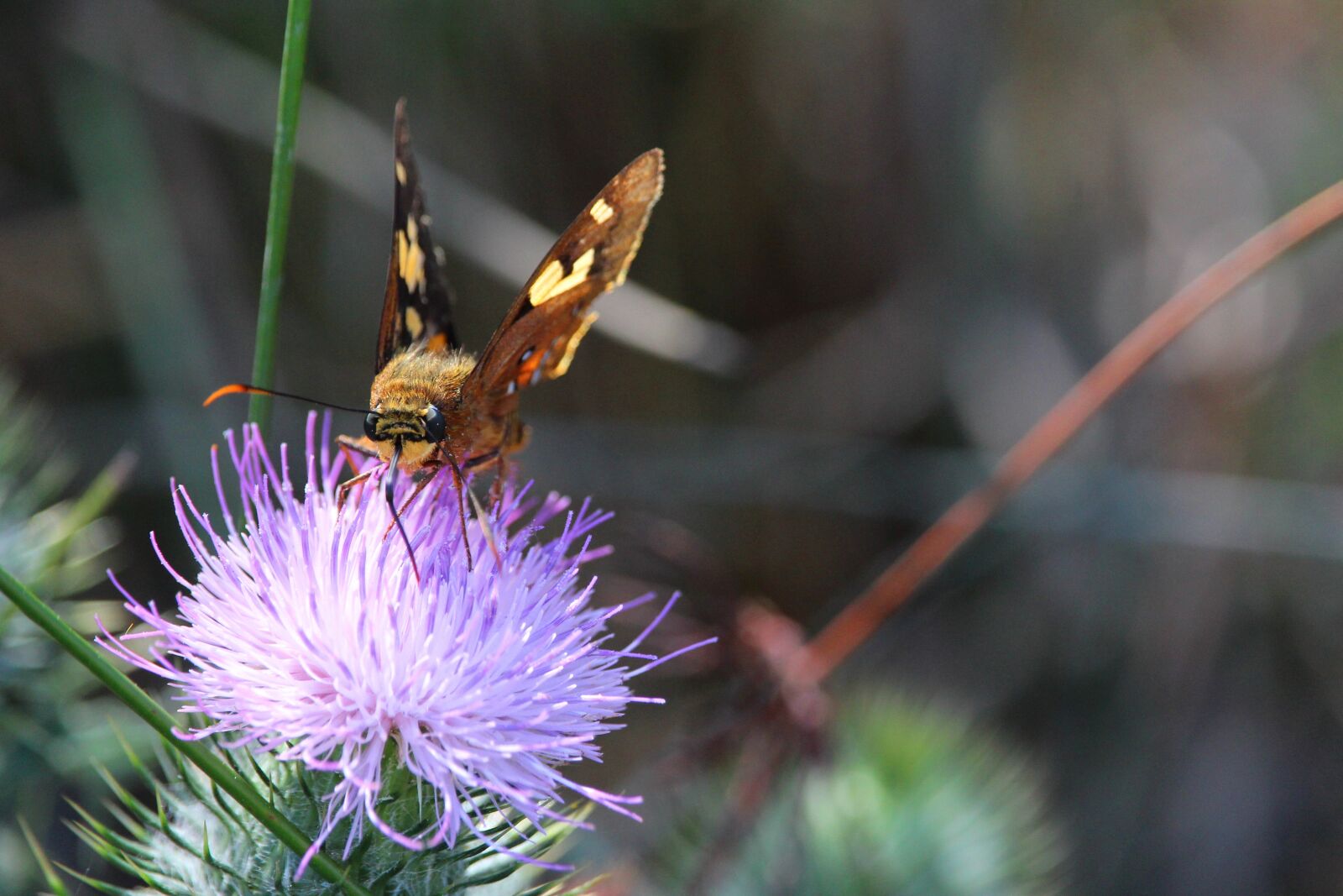 Canon EF-S 55-250mm F4-5.6 IS STM sample photo. Moth, butterfly, thistle photography