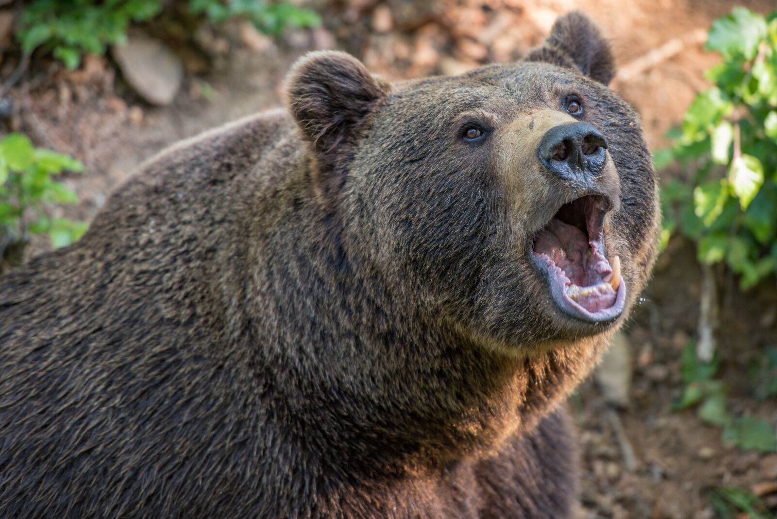 Nikon D750 sample photo. Bear, brown bear, animal photography
