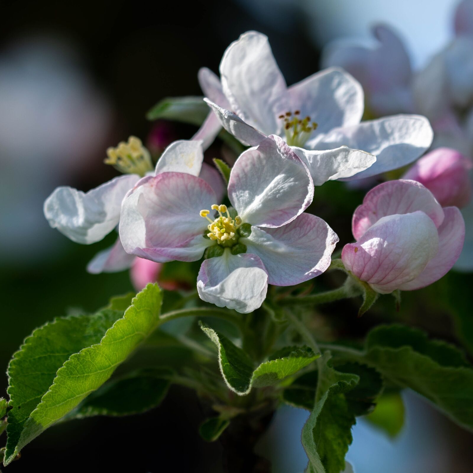 Nikon D7200 sample photo. Flower, plant, nature photography