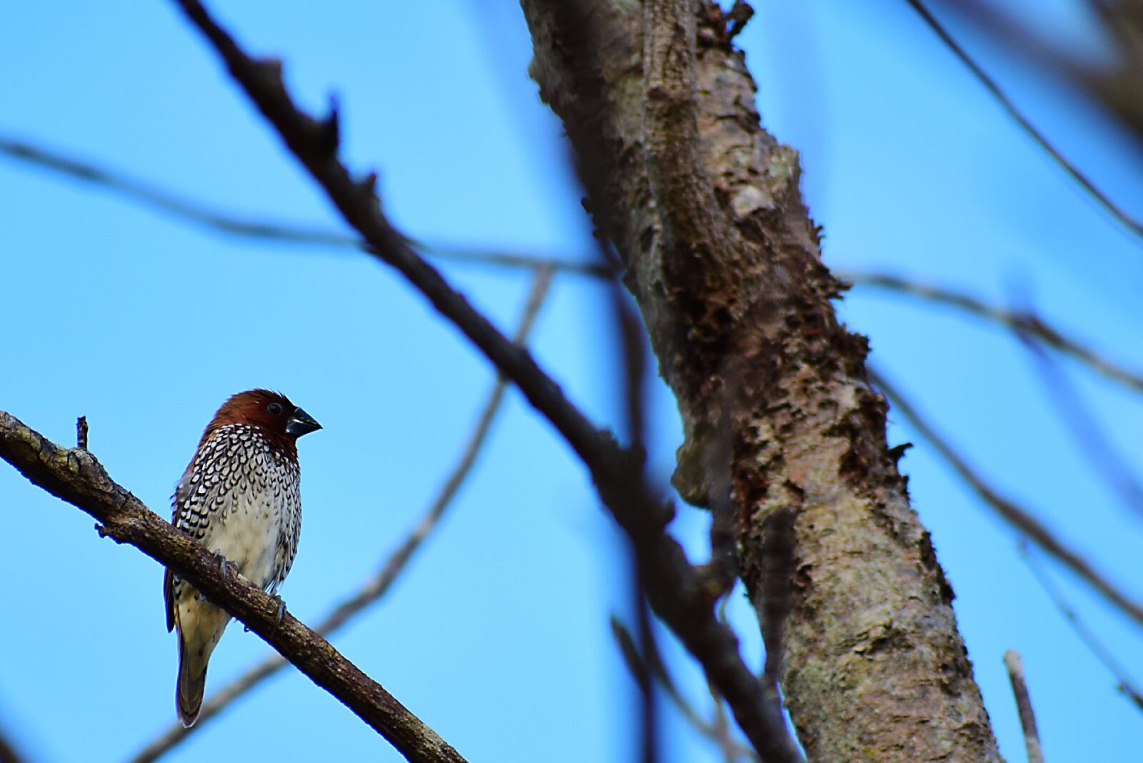 Nikon D5300 sample photo. Birds, pen, nature photography