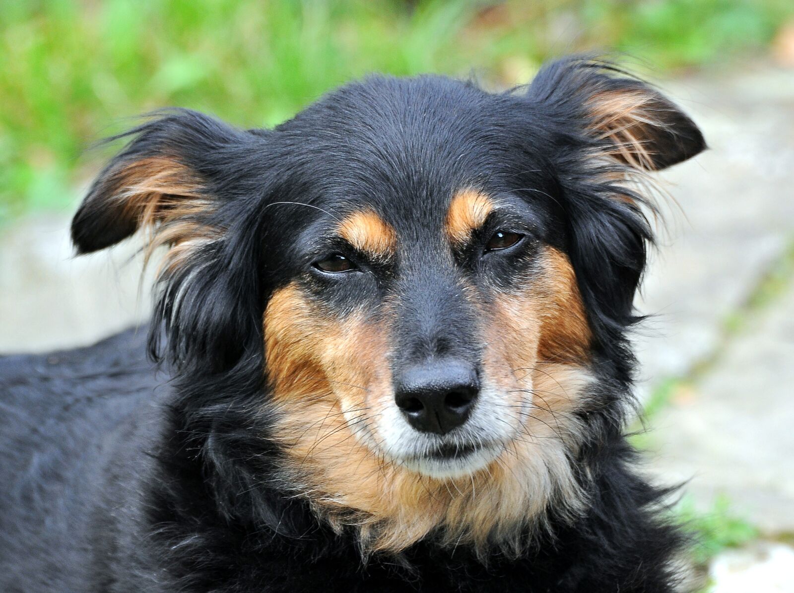 Nikon D90 sample photo. Dog, sleepy, animal photography