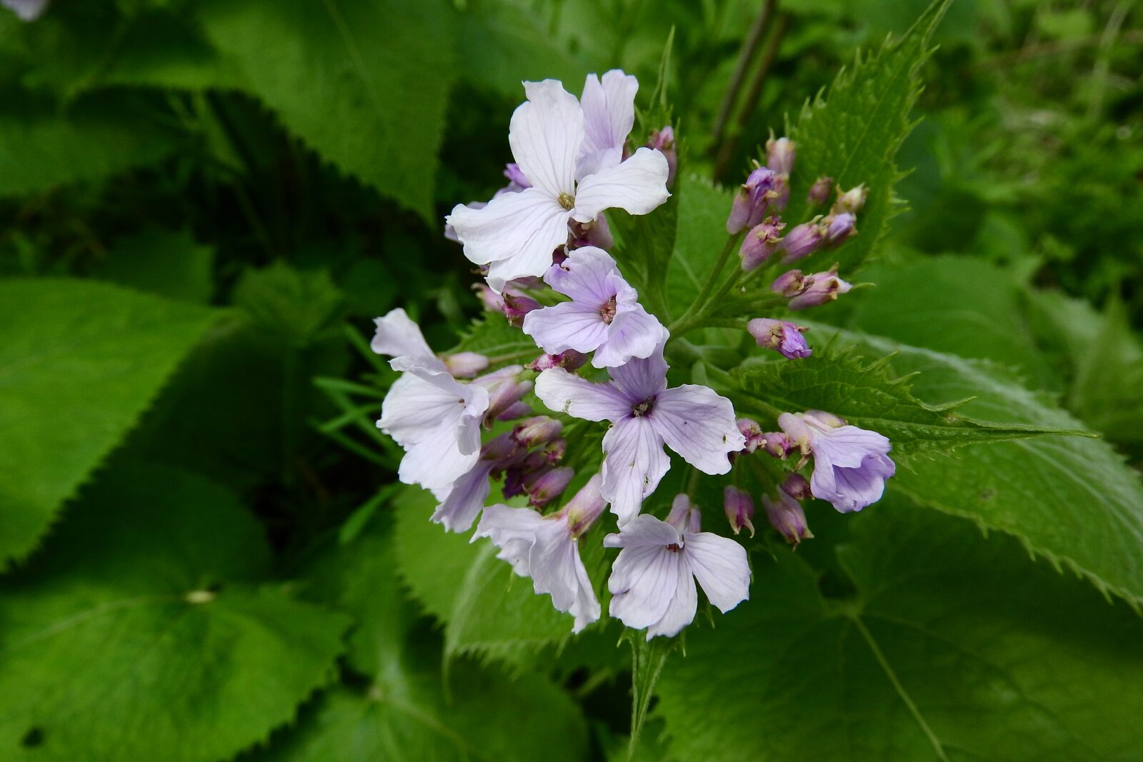 Nikon Coolpix P610 sample photo. Lunaria rediviva, perennial, flower photography