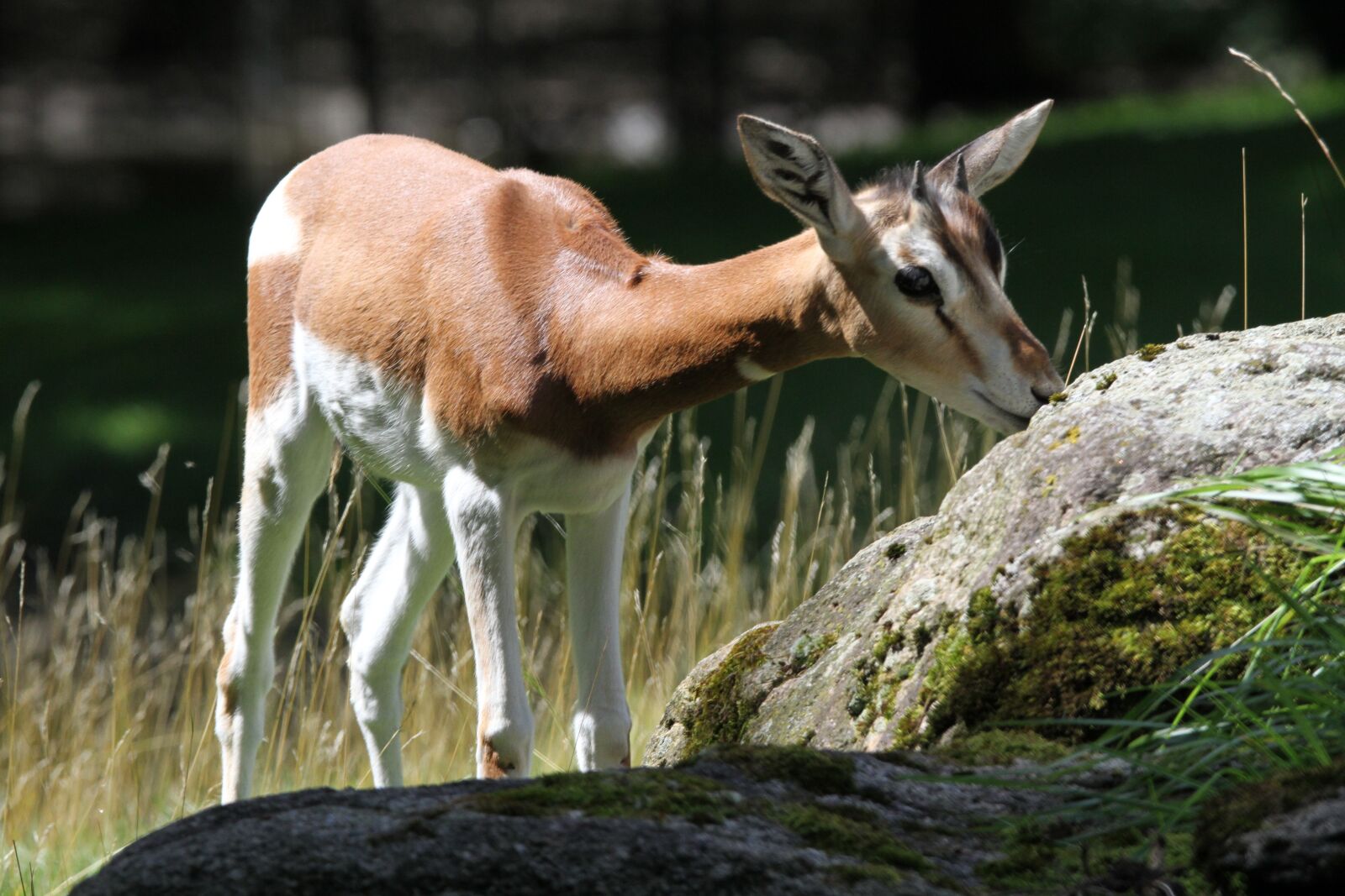 Tamron SP 150-600mm F5-6.3 Di VC USD sample photo. Munich zoo, animals, goat photography