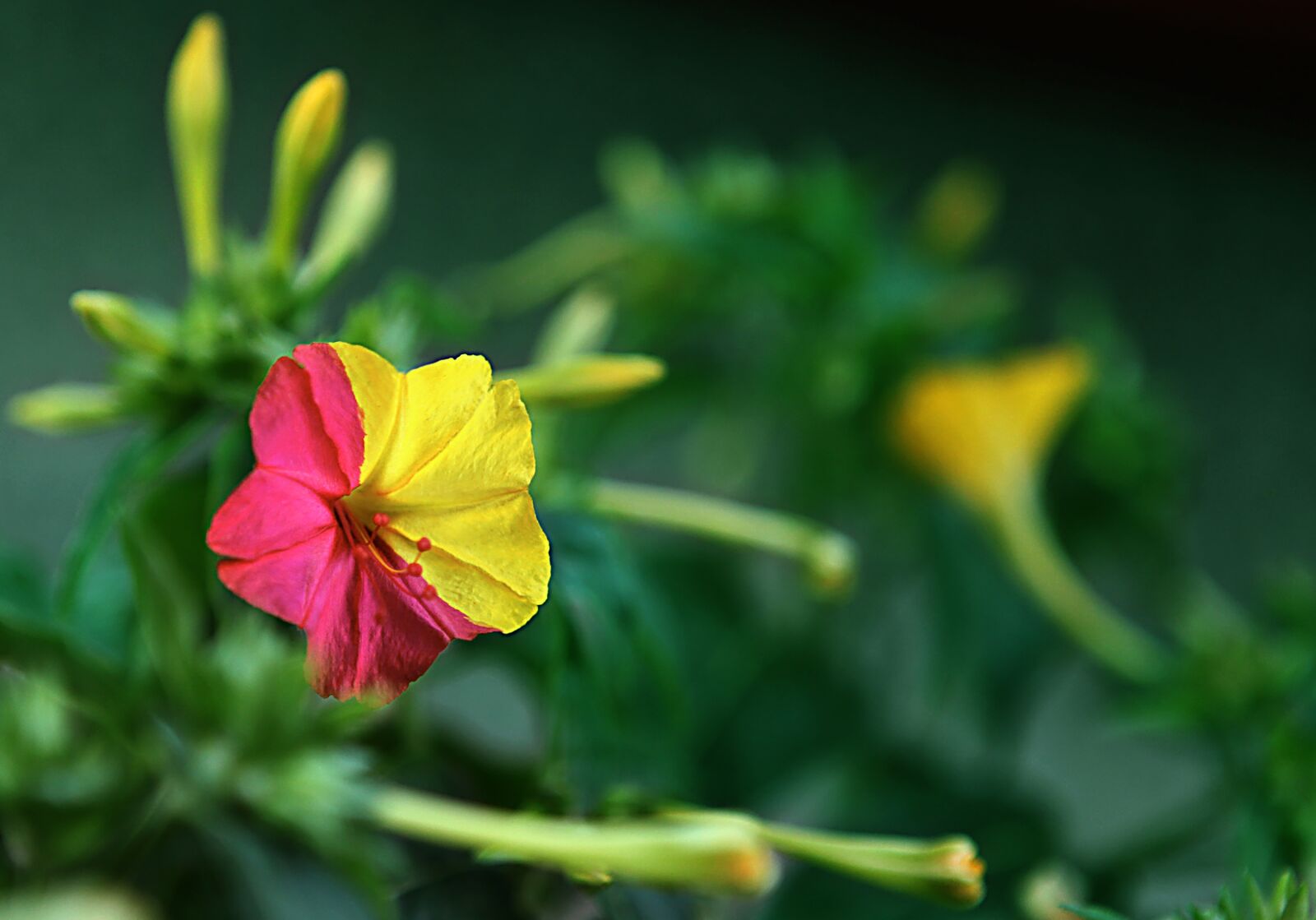 Canon EOS 5D Mark II sample photo. Macro, flower, turkey photography