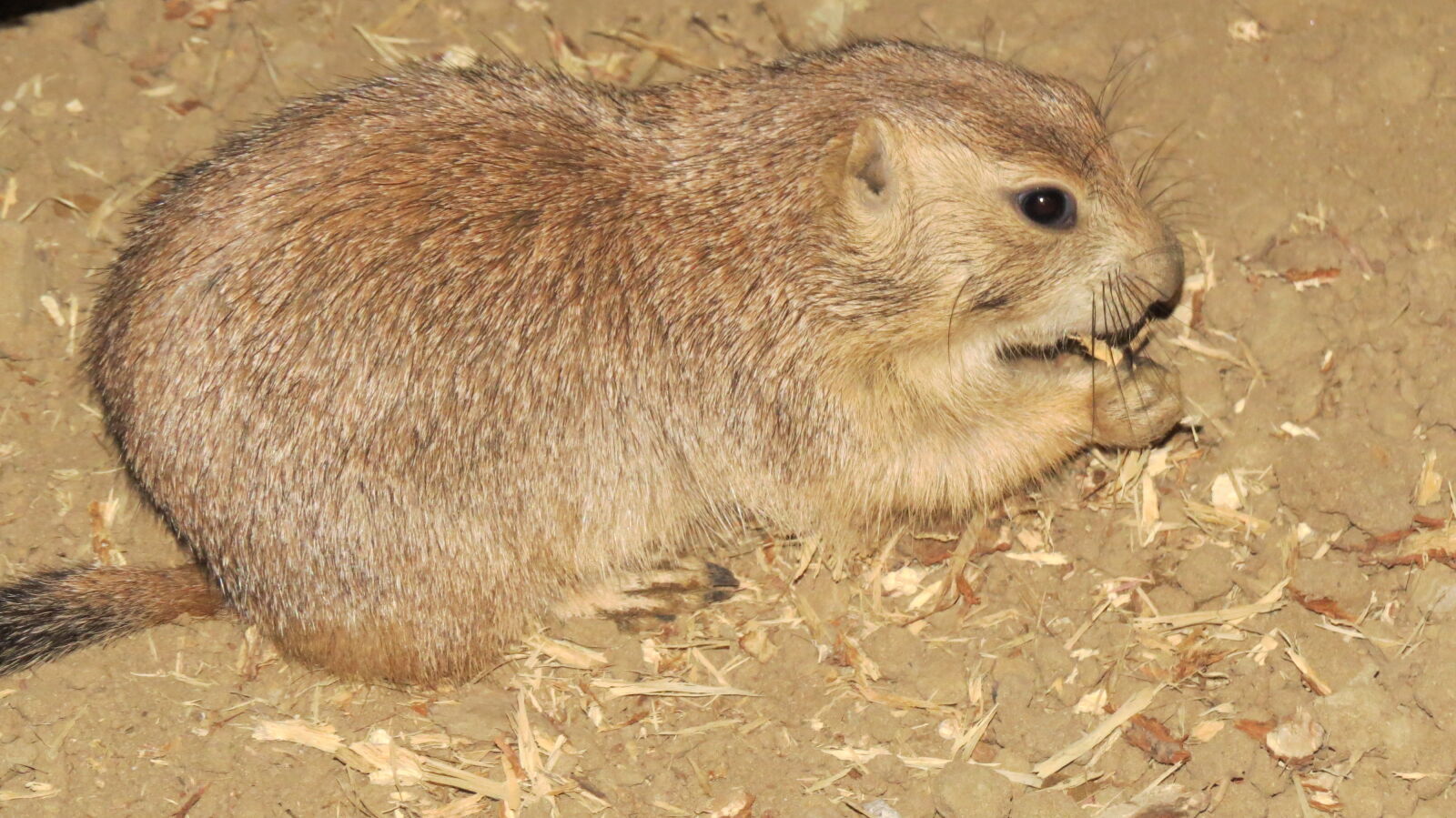 Canon PowerShot SX50 HS sample photo. Hamster, mouse photography