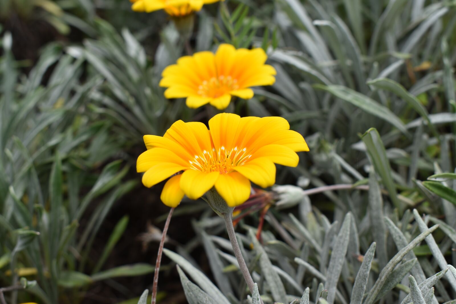 Nikon D3400 sample photo. Nature, plant, summer photography