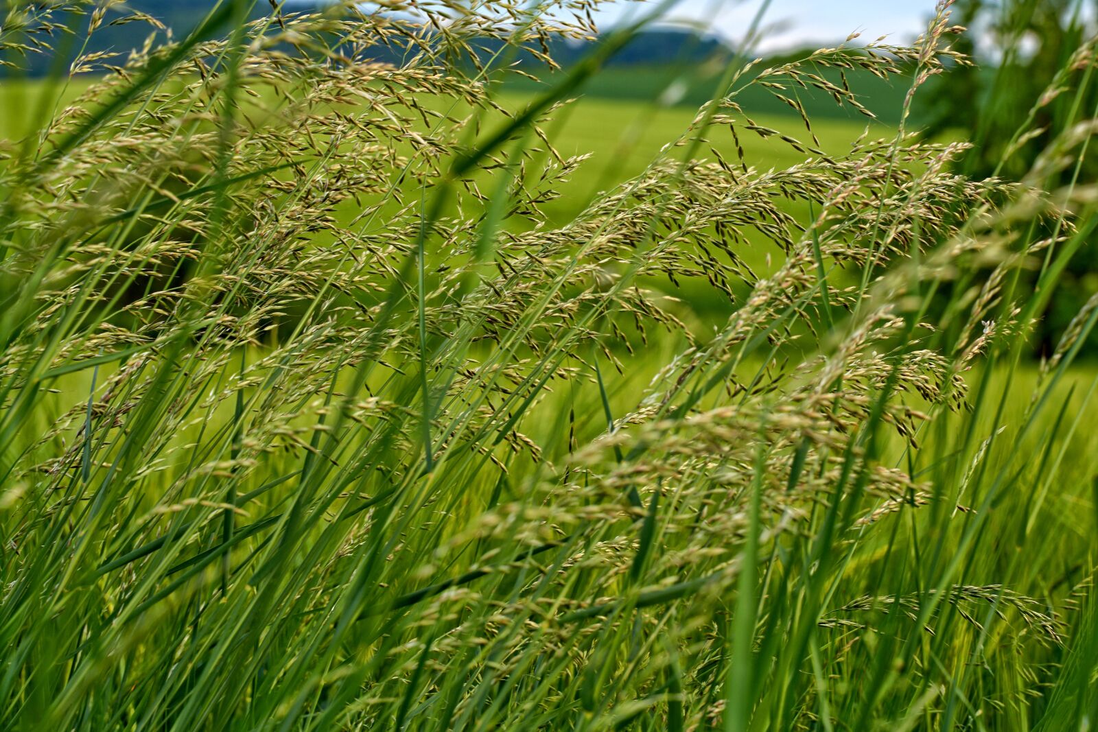 Sony a7R II sample photo. Grass, meadow, nature photography