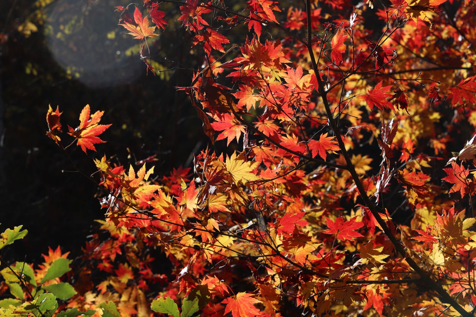 Canon EF 70-200mm F2.8L USM sample photo. Autumn leaves, maple, the photography