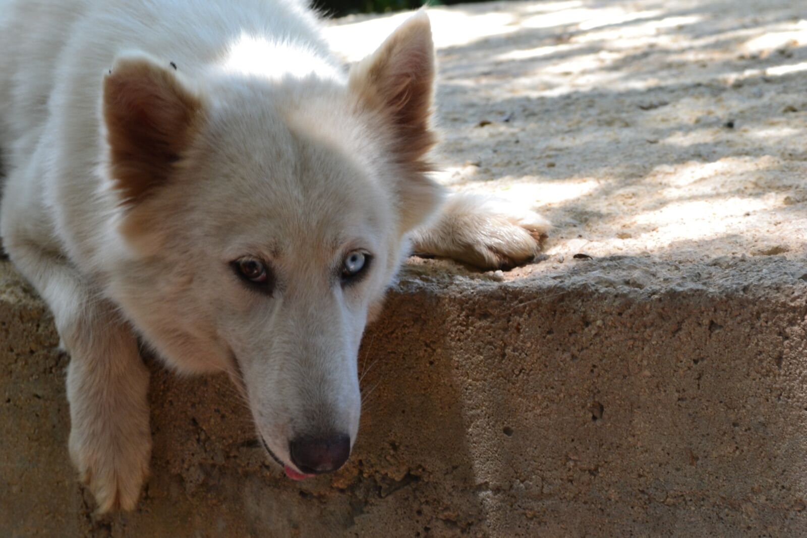 Nikon D3100 sample photo. Wolf, nature, animals photography