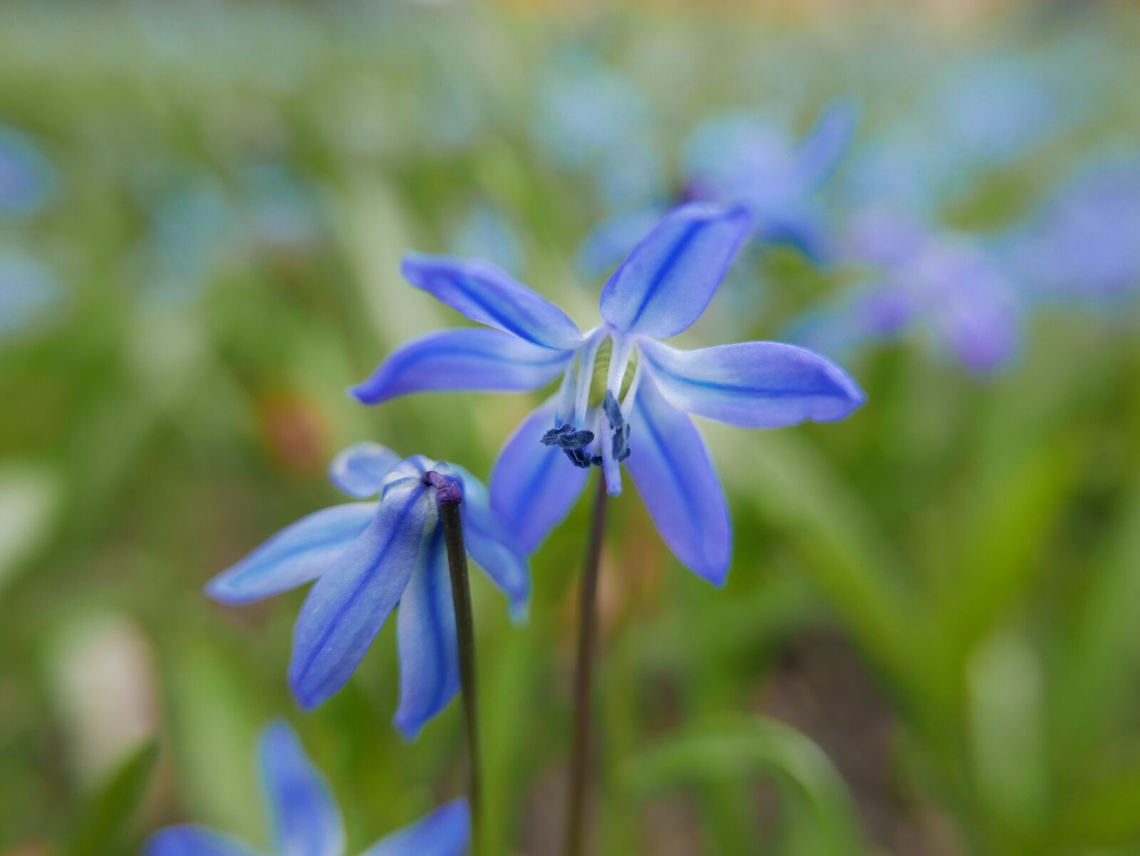 Panasonic Lumix DMC-LX100 sample photo. Blue star, nature, flower photography