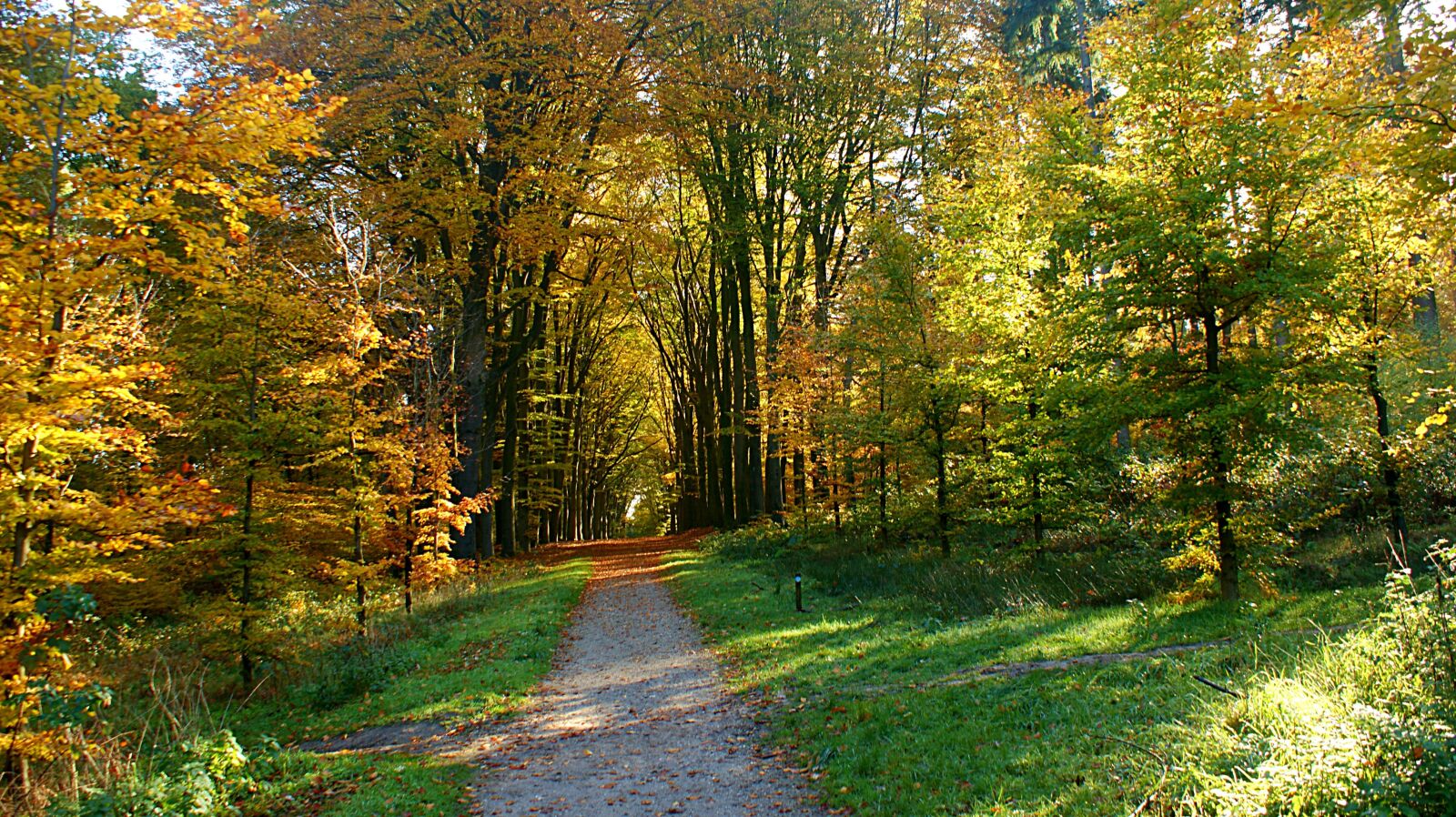 Sony Alpha DSLR-A350 sample photo. Path, forest, distance photography