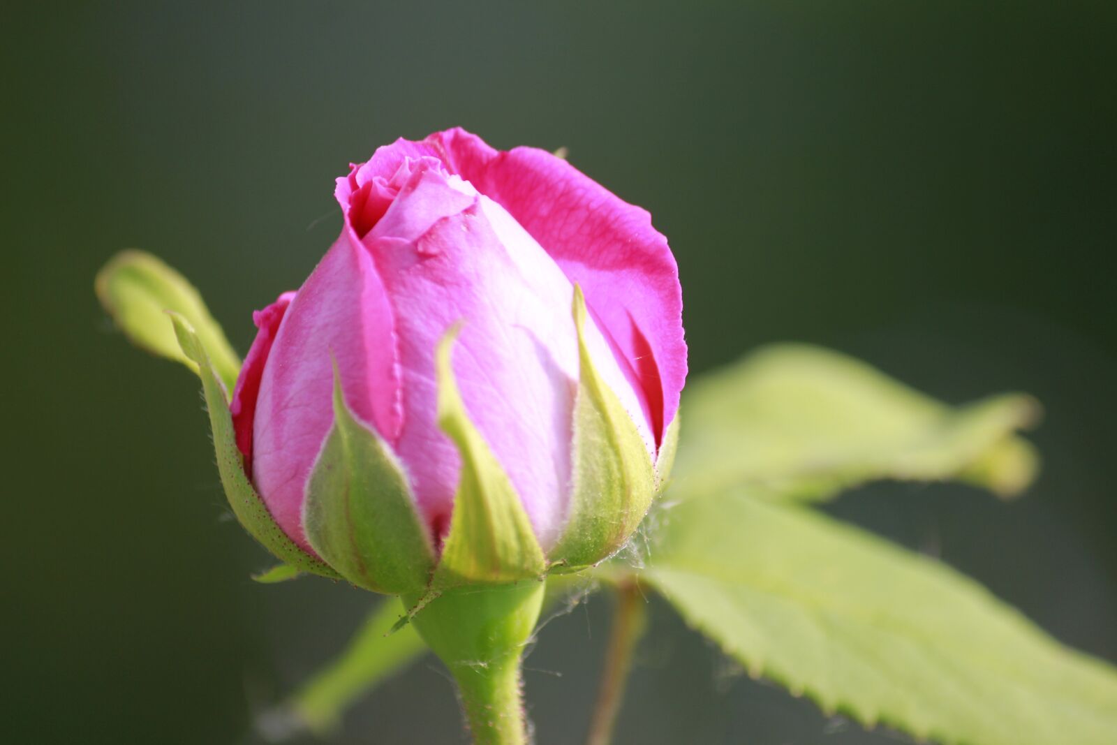 Canon EOS 550D (EOS Rebel T2i / EOS Kiss X4) sample photo. Rose, bud, pink photography