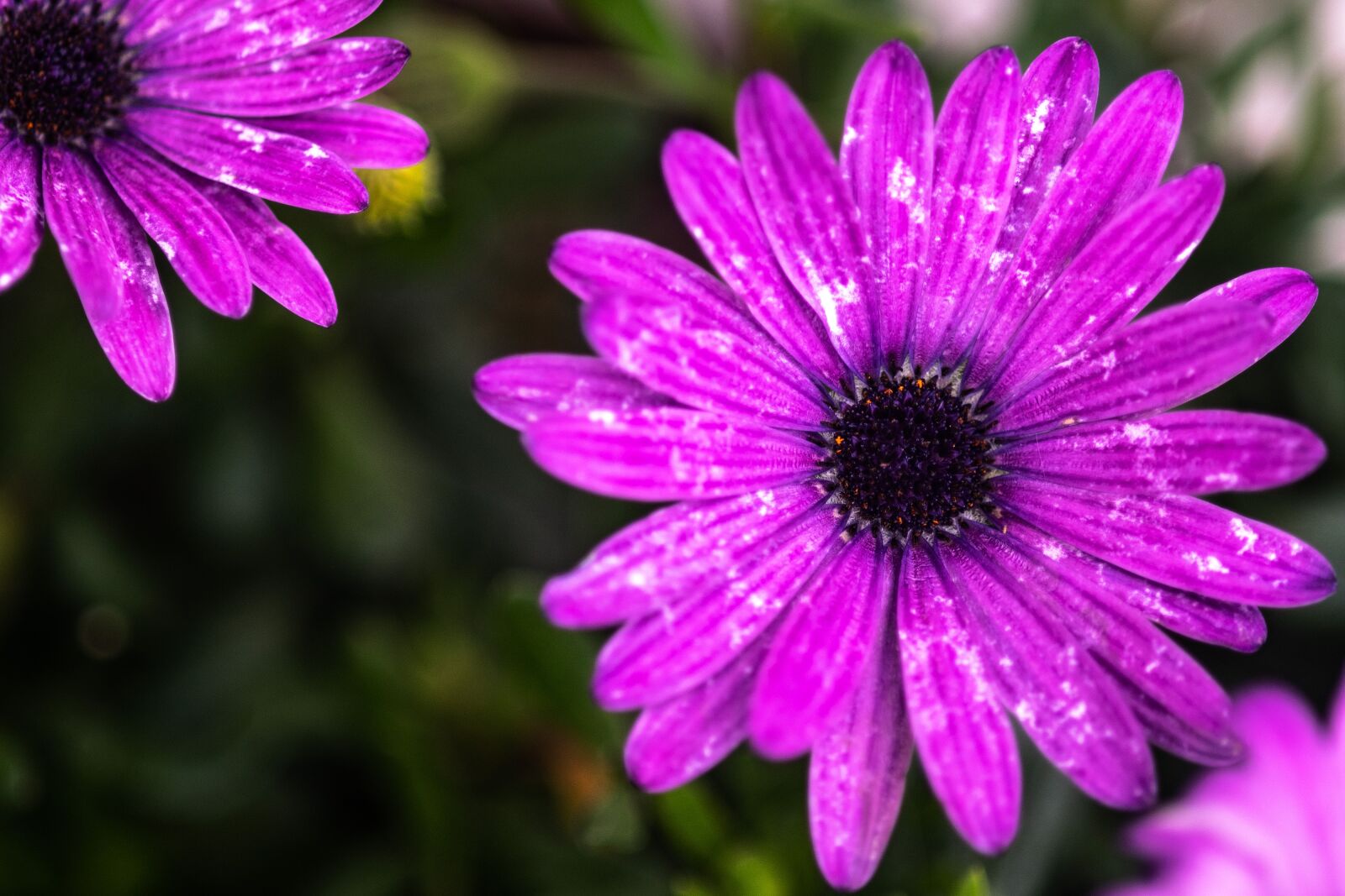 Nikon D850 sample photo. Today, these pearls she photography