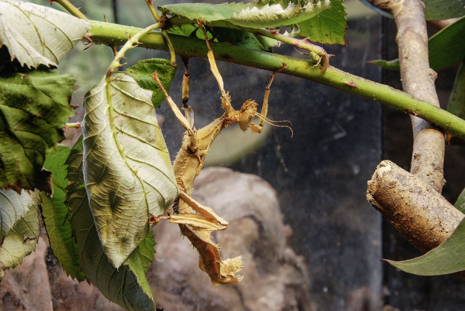 Nikon D80 sample photo. Australian phasmid, insect, close photography