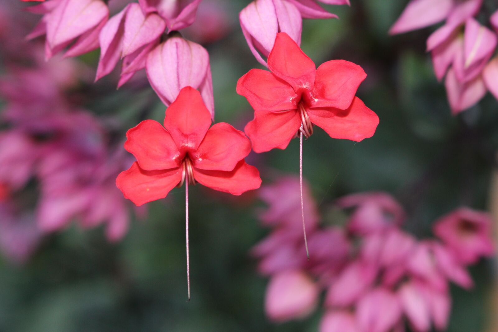 Canon EOS 700D (EOS Rebel T5i / EOS Kiss X7i) sample photo. Flower, red, flowers photography
